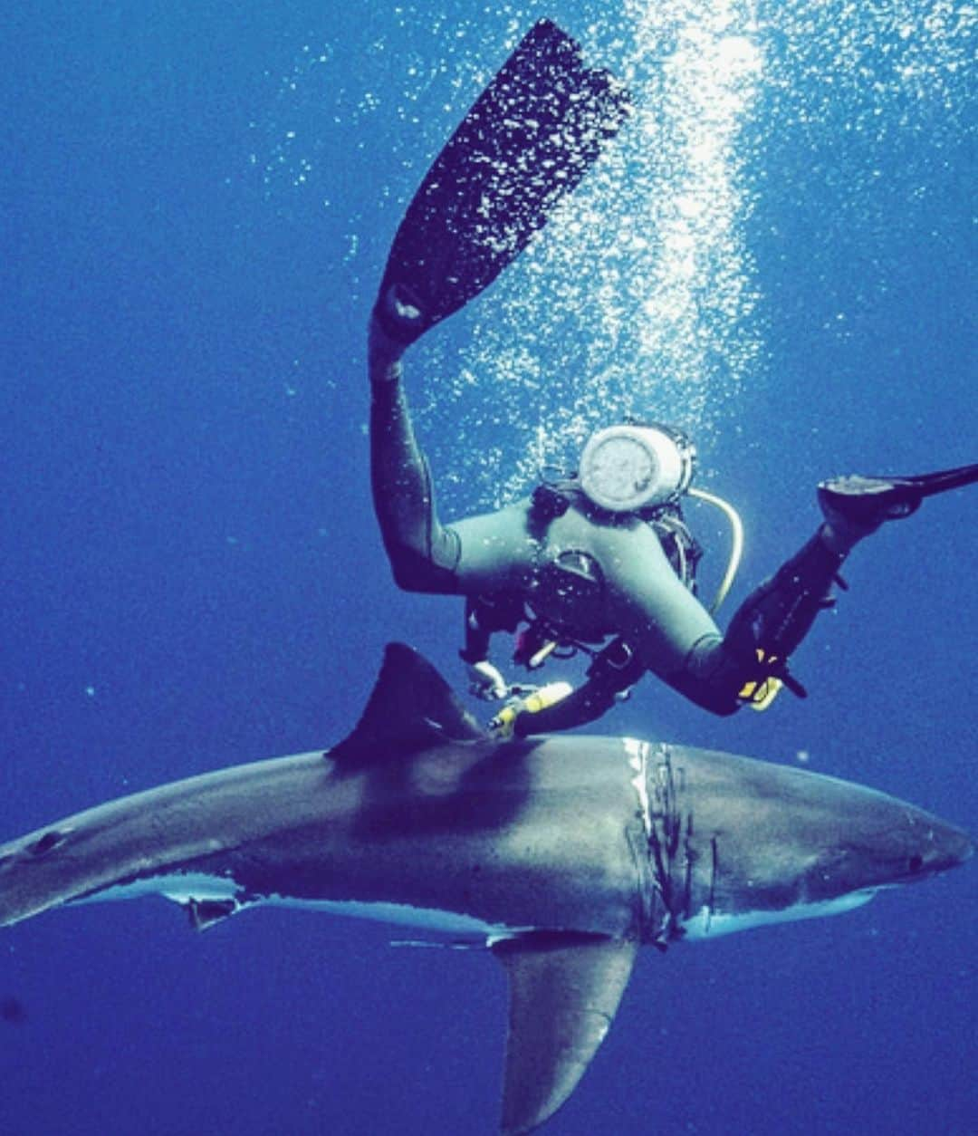 マイケル・ミュラーのインスタグラム：「SWIM UP AND GET FACE TO FACE WITH YOUR FEARS…. and watch them dissolve.」