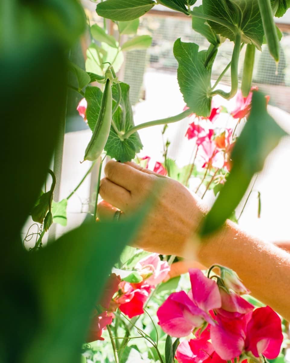 ティファニー・ティーセンのインスタグラム：「It’s National Gardening Day so of course I have to show off my garden. What are you growing in your #garden?」