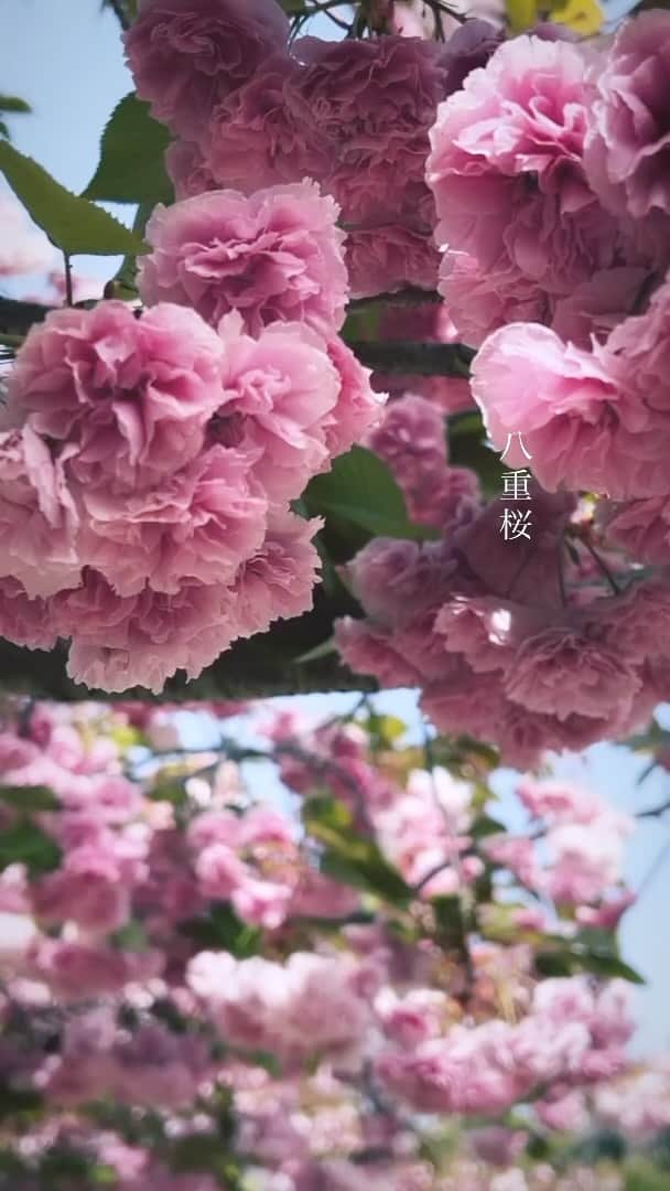 sunday_722のインスタグラム：「*  double cherry blossoms 八重桜 * Device: iPhone13pro * * #lookup #doublecherryblossoms #cherryblossom #八重桜 #ShotOniPhone13pro #streetphotographyinternational #worldmobilephotography #fivesixmag #9minimal7 #streetphotographer #street_minimal #tv_pointofview #ShotOniPhone #fukuokapics #floweroftheday #exklusive_shot #igresjp #instagramjapan #ig_photooftheday #mwjp #gominimalmag #indies_gram #mobiography #thesmartview #jj_mobilephotography #mobgraphyworld」
