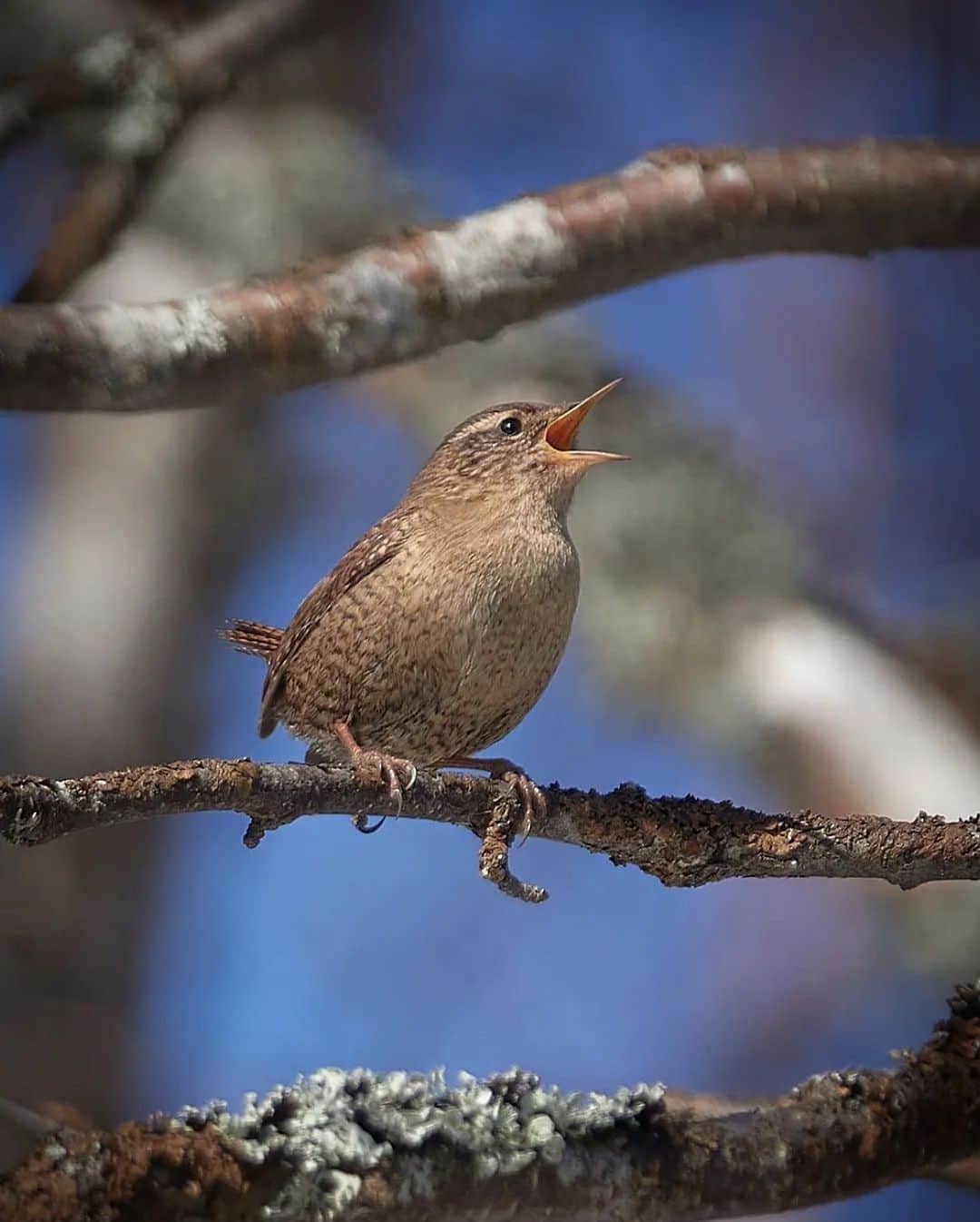 フィンランド政府観光局さんのインスタグラム写真 - (フィンランド政府観光局Instagram)「鳥の歌声が耳に心地よい季節になってきました。🐥🎶🎵この鳥はミソサザイです。 ラップランドから。 ． 📸 @merjaaittamaa Kiitos! 🙏 #visitfinland #ourfinland #visitfinlandjp #finland #北欧旅行 #travelgram #フィンランド #フィンランド政府観光局 #北欧 #travel #instatravel #travel #travelgram #travelling #traveler #旅したくなるフォト #旅行 #旅 #海外旅行 #travelphotograpy #旅行大好き #旅行好き #旅スタグラム #旅好き #ヨーロッパ旅行 #旅に出たい #トラベル #鳥  #自然 #バードウォッチング ＃#ラップランド」4月15日 3時42分 - visitfinlandjapan