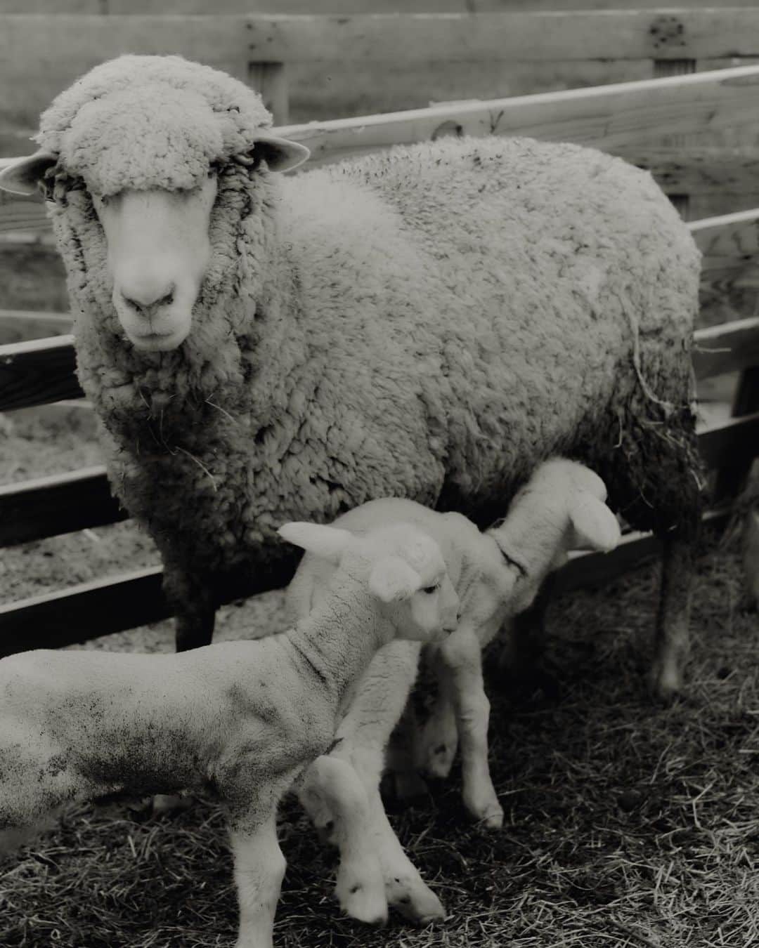 JanessaLeoneのインスタグラム：「The word 'regenerative', refers to a practice of land stewardship that incorporates animals as means to heal the soil. Our animals graze open pastures in a method that allows the land to rest and heal and in turn creates soil that is more robust in storing carbon.」