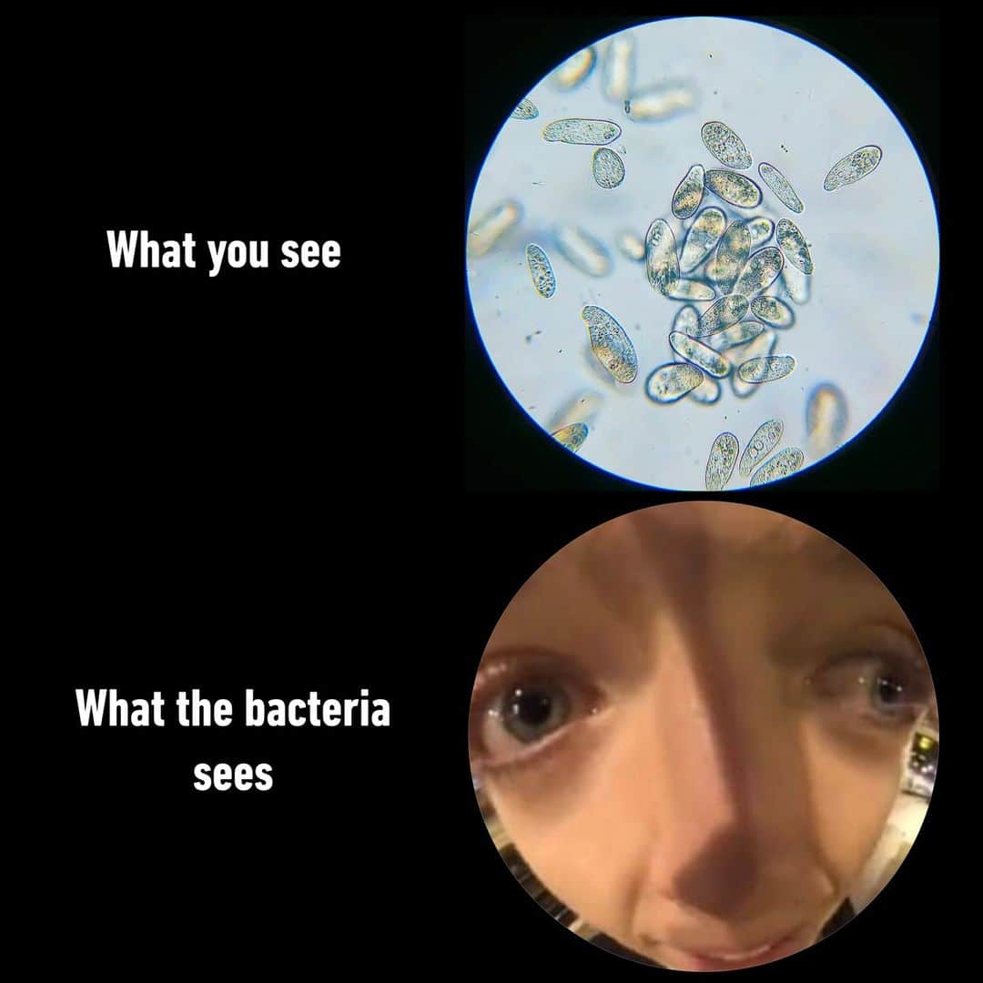 9GAGさんのインスタグラム写真 - (9GAGInstagram)「👁 👁  - #chemistry #biology #science #lab #bacteria #memes #9gag」4月15日 4時01分 - 9gag