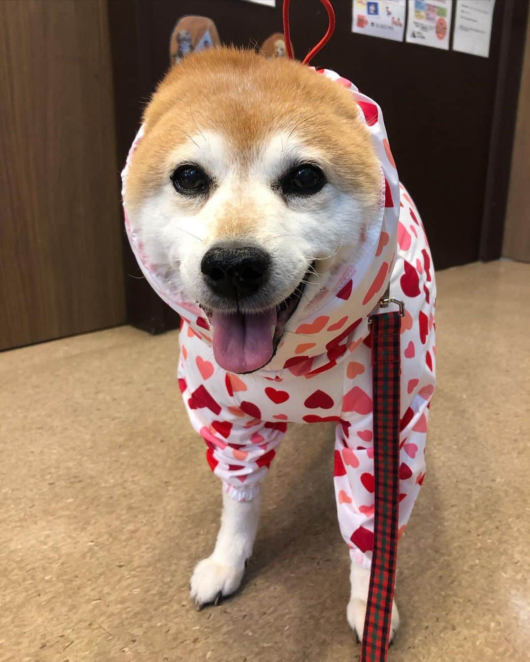 くるみのインスタグラム：「. 心臓の健診の日でした🐻☔️🐻‍❄️ 前回大きくなっていた心臓はお薬が効いて少し小さく☺️  今回はお薬そのままで⭕️でした😌  健康診断もお願いしたので 超音波、心電図、レントゲン、血液検査、くるみよく頑張りました😌😊  ☔️だし、夜までゆっくりしまーす🐰 みんなもゴロゴロしてねー😴」