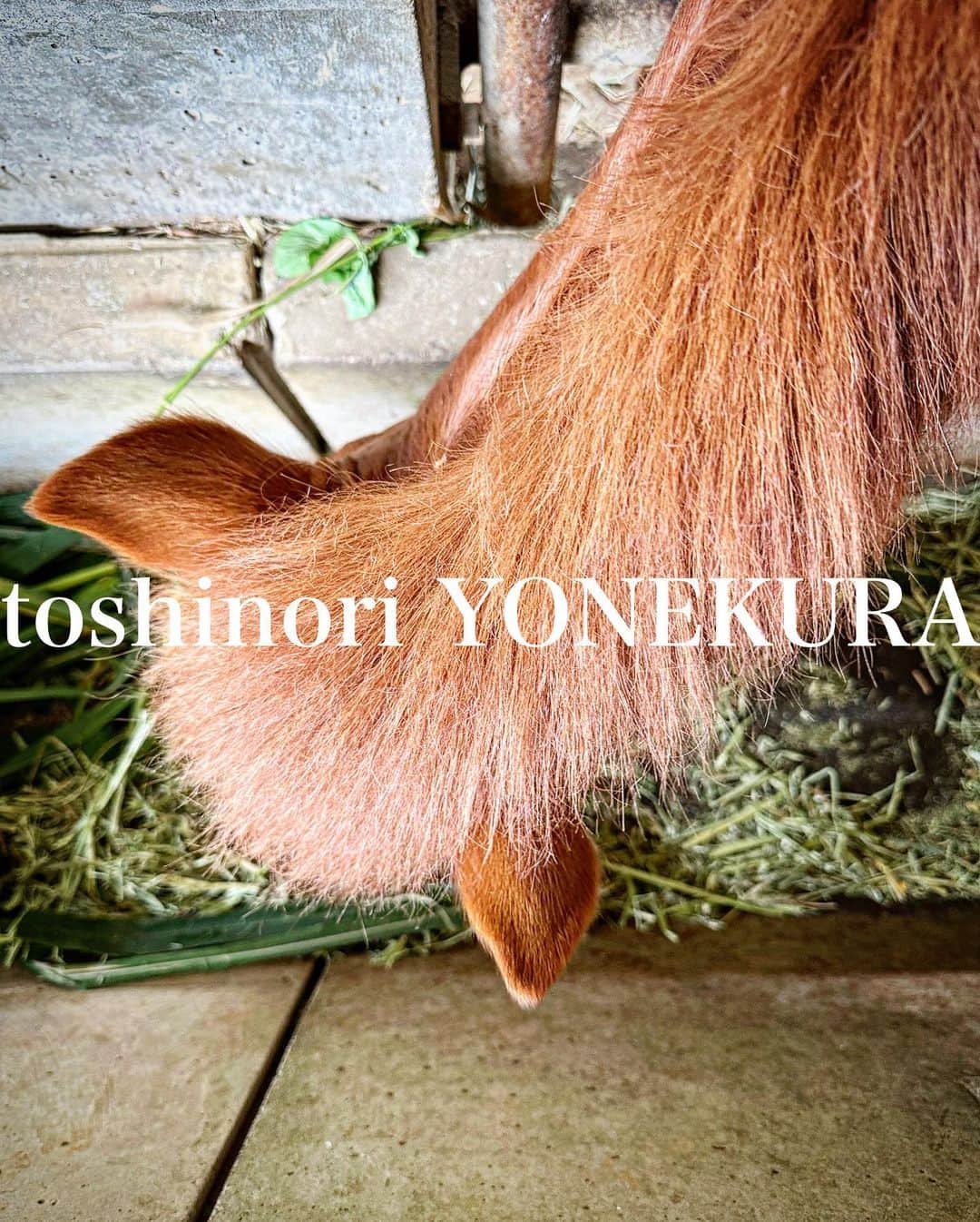 米倉利紀さんのインスタグラム写真 - (米倉利紀Instagram)「たくさんたべて、たくさんあそぼ #島暮らし」4月15日 14時01分 - toshi_yonekura