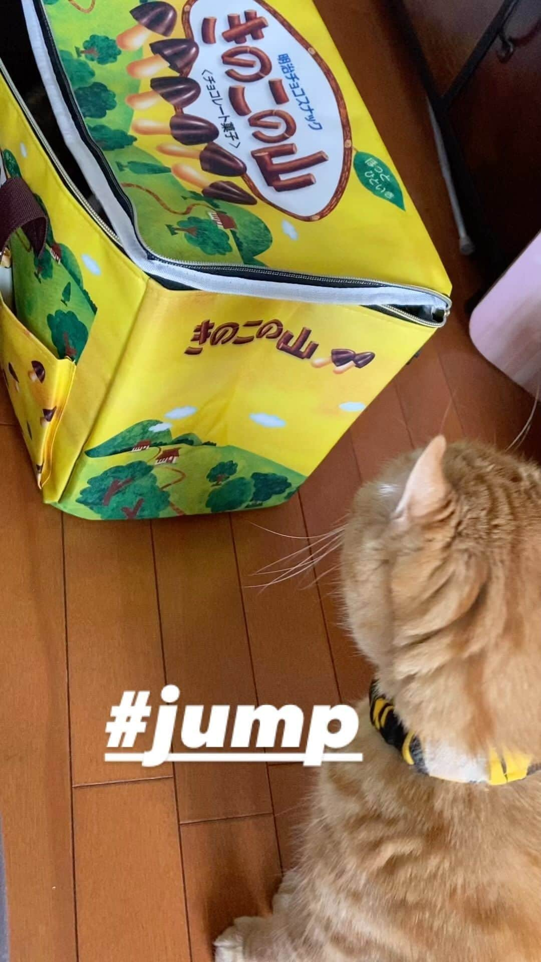 shigureのインスタグラム：「#jump #無敵の親バカ同盟 #みんにゃに元気を届け隊 #instacat #IGersjp #IGers #ふわもこ部  #peco #rakutenpet #ペトラフ #petio #peppyフォト部 #サンデイ #sippo   #jump#無敵の親バカ同盟 #みんにゃに元気を届け隊 #instacat #IGersjp #IGers #ふわもこ部  #peco #rakutenpet #ペトラフ #petio #peppyフォト部 #サンデイ #sippo」