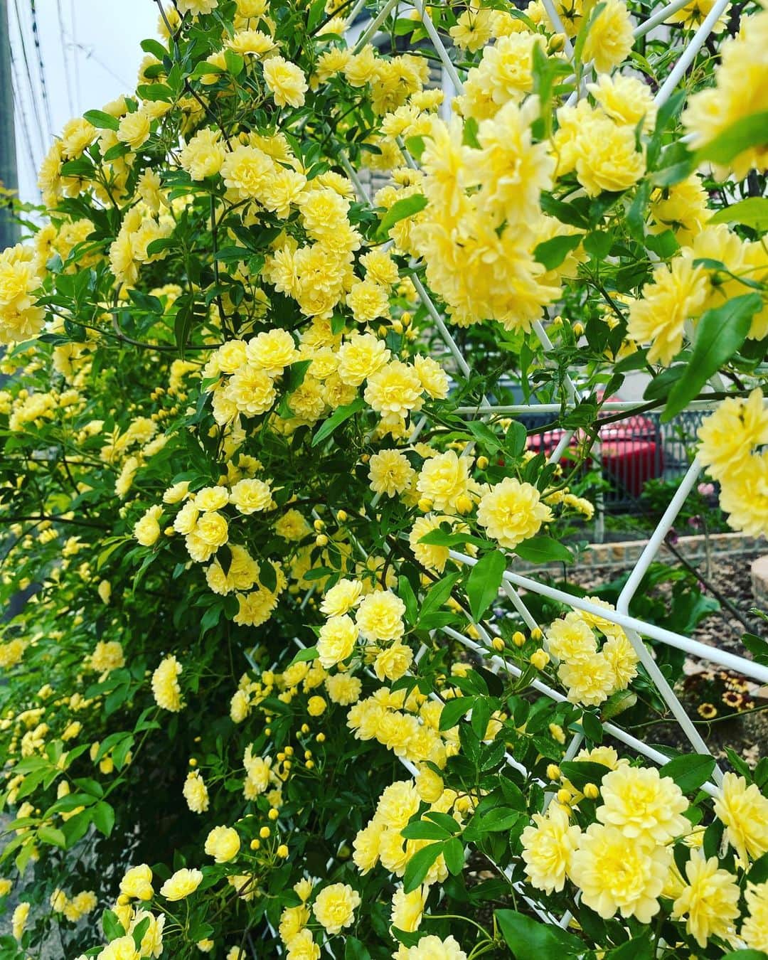 野口健さんのインスタグラム写真 - (野口健Instagram)「10日ぶりに帰宅。驚いたのはたかだか、10日間で庭がガラリと変化。昨年、植えたモッコウバラがフェイス一面に黄色い花を咲かせ、オオデマリも。玄関先のコデマリも一斉に白い花を咲かせ。桃、梅、山桜、ユキヤナギやチューリップがひと段落し、次に続いてくれました。さて、その次はいよいよバラでしょうか🌹　その後は紫陽花かな。10年前から庭の一角を紫陽花の森にしているので毎年、6月が楽しみ。  昨年まで畑だった場所を小さなバラ園に(^.^) 昨年の秋からバラを植え始めましたが、僕にとって初挑戦！！！サヘルローズさんのバラ園をテレビで拝見し感動しましたね。庭づくりは小さな地球作りみたいなもの。庭の四隅でしゃがんでは、5年後、10年後先を想像し、少しずつ進化させていきたいと。イメージはナチャラルガーデンかな。この2年で木々もだいぶ植えたからか、鳥がたくさん、やってくるようになりましたね。家庭菜園の時には強敵でしたが、今は大歓迎。人間とは実に都合のいい生き物です(^^;;   #野口健#野口健ガーデニング#ガーデニング#ナチュラルガーデン」4月15日 14時50分 - noguchiken8848