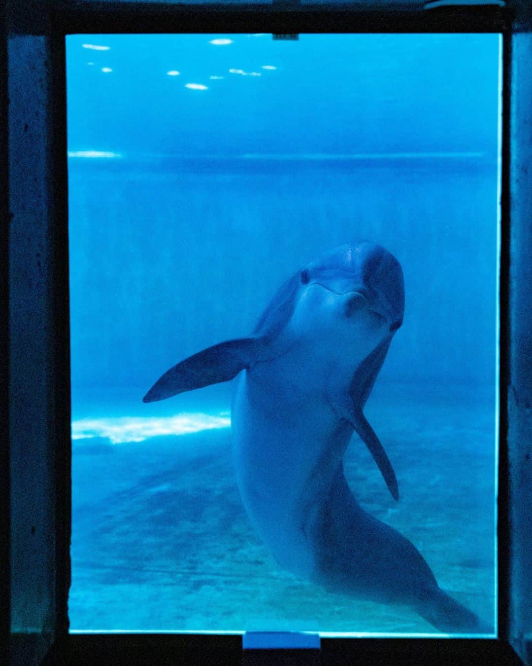 のインスタグラム：「Photos by Becky Hale @beckythale | Do dolphins recognize themselves? This was the concept I was asked to photograph at the National Aquarium in Baltimore for National Geographic’s story on animal minds. To capture a different perspective, I descended into a small chamber between the two training pools and shot through an observation window. A one-way mirror was mounted on the window, and I was able to photograph the dolphins looking at themselves and performing for their own reflections. Exhibiting self-awareness is one of several examples that show animals think and feel much like we do. Read more about them in the link in bio. #NationalDolphinDay」