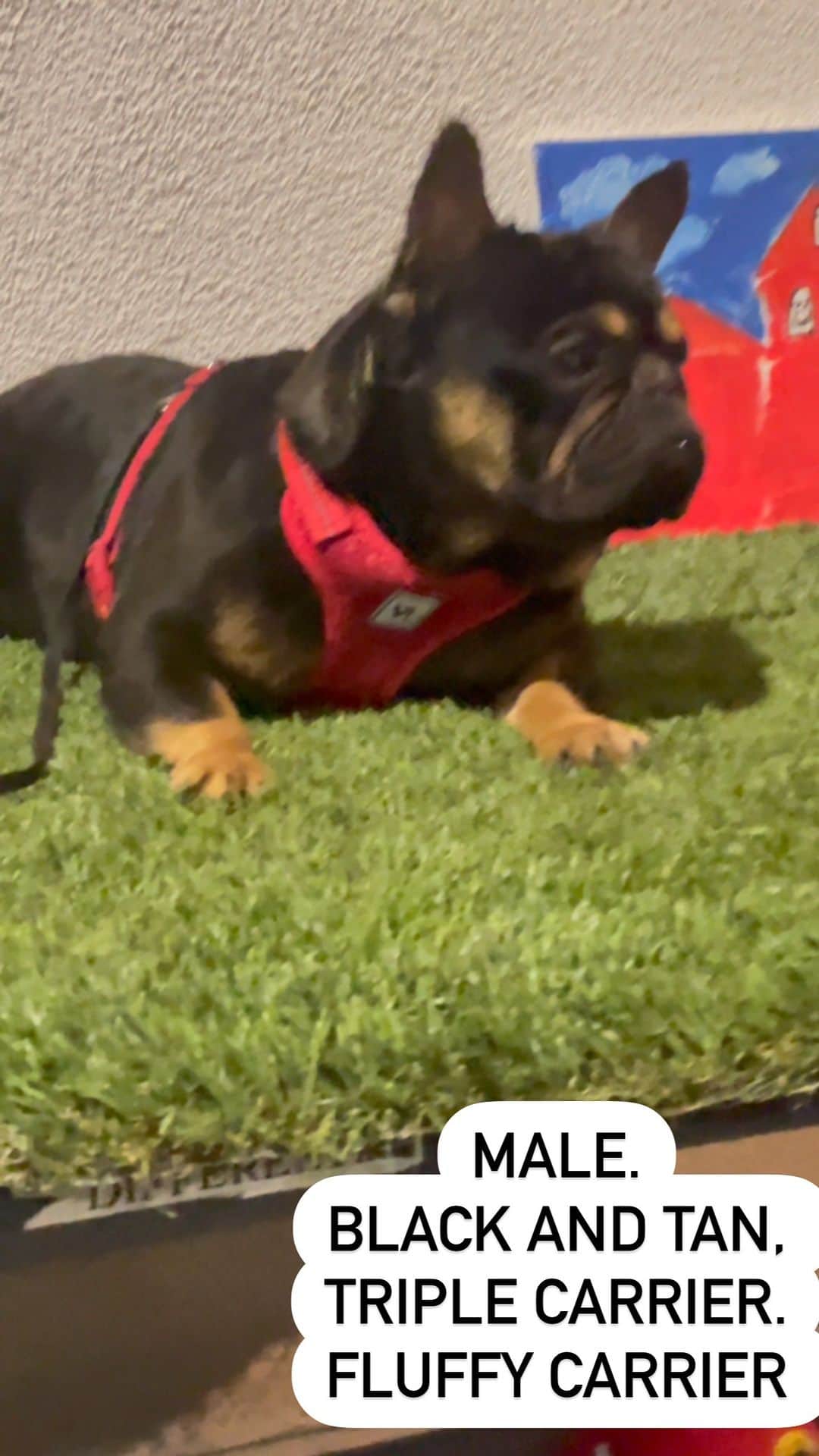 Oprahnbooのインスタグラム：「🏆black and tan Boy🏆  #frenchies #frenchbulldog #frenchie #frenchiesofinstagram #dogsofinstagram #bulldog #frenchbulldogsofinstagram #Frenchbulldogs #frenchiesociety #bulldogs #frenchielife #love #Lamborghini #Ferrari #Porsche #Mercedes #YSL #gold #dogs #dogsoftheworld #fluffyfrenchie  #tag #share」
