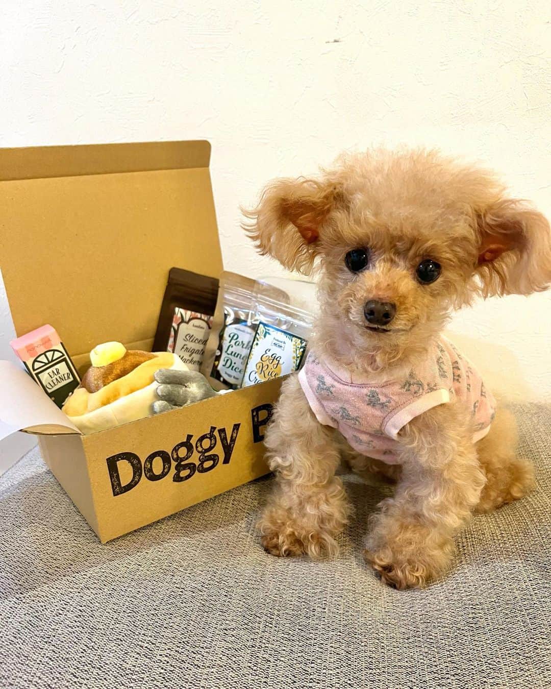 toshiyaotsuboさんのインスタグラム写真 - (toshiyaotsuboInstagram)「こんなでっかいオヤツが貰えれば良いのにね〜🐶😁 @doggybox_jp のおもちゃでした。 しっかり本物のオヤツも入ってます☺️  #doggybox#ドギボ#pr#プードル#トイプードル#ティーカッププードル#犬#poodle#teacuppoodle#toypoodle#dog#dogstagram#instadog#푸들#caniche#Pudel#貴婦狗#animalsco」4月15日 7時31分 - toshiyaotsubo