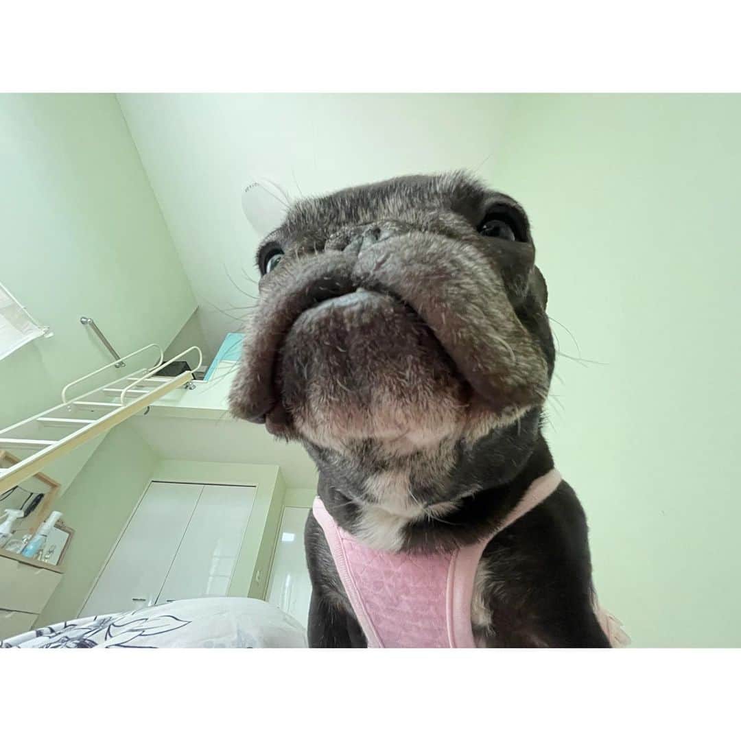 のインスタグラム：「アラームの3分前にもっちゃんが鼻水シャワーで起こしてくれました もっちゃんかしこいかわいい天才！   #frenchbulldog  #フレンチブルドッグ  #おいもちゃん」