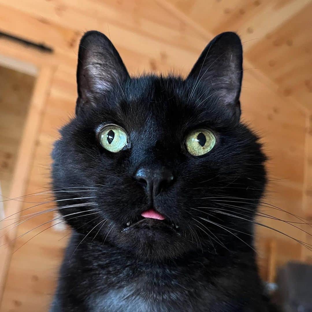 セルジオのインスタグラム：「Happy Friday!!! Bean offers this teeny tiny blep to welcome everyone into the weekend.   I read ALL of your comments from our recent posts. Please consider this statement a reply to ALL of you (as I can’t reply to each and every one of you at the moment): You are all SO brave and kind to share your stories. I say kind because sharing helps others. To allow yourself to be vulnerable for the sake of another is selfless and honorable.  Thank you!  While it’s fun to create videos and share photos to generate smiles (hopefully) there’s times in life to also be serious.   As this community grieves the loss of a special human, @youngestoldcatlady, let’s try to remember that behind every account is a human being having a human experience. And you never truly know what that experience is for that individual.   Kindness is free.  The golden rule is underused.  If anyone would like to continue this dialogue comment below and let me know. In addition, if anyone has anything else they’d like to share or a question they’d like to ask please feel free.    “Please, take care of each other”- Ashley Morrison @youngestoldcatlady   Xo Monk, Bean & Nicole ————————— #coicommunity #mentalhealthawareness #catsofinstagram #nami #suicideprevention #suicideawarness #catrescue #kindnessrocks #rescuework #rescuedismyfavoritebreed #mykidshavefur #mykidshavepaws #myfurbaby #sweetbean #whorescuedwho #whosavedwho #catsofig #igcats #blep #catblep #teenytiny #catswiththeirtonguesout #cattongue」