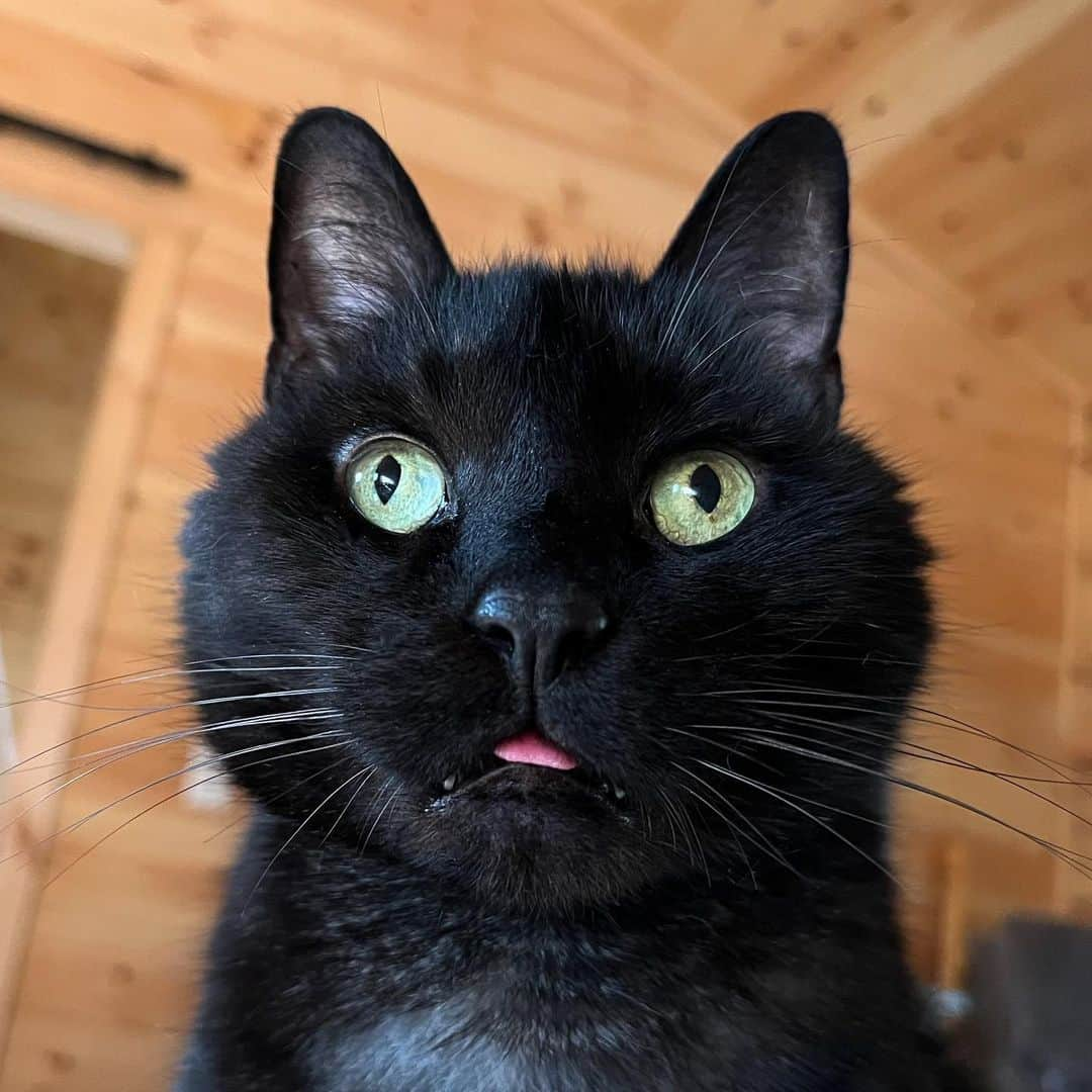 セルジオさんのインスタグラム写真 - (セルジオInstagram)「Happy Friday!!! Bean offers this teeny tiny blep to welcome everyone into the weekend.   I read ALL of your comments from our recent posts. Please consider this statement a reply to ALL of you (as I can’t reply to each and every one of you at the moment): You are all SO brave and kind to share your stories. I say kind because sharing helps others. To allow yourself to be vulnerable for the sake of another is selfless and honorable.  Thank you!  While it’s fun to create videos and share photos to generate smiles (hopefully) there’s times in life to also be serious.   As this community grieves the loss of a special human, @youngestoldcatlady, let’s try to remember that behind every account is a human being having a human experience. And you never truly know what that experience is for that individual.   Kindness is free.  The golden rule is underused.  If anyone would like to continue this dialogue comment below and let me know. In addition, if anyone has anything else they’d like to share or a question they’d like to ask please feel free.    “Please, take care of each other”- Ashley Morrison @youngestoldcatlady   Xo Monk, Bean & Nicole ————————— #coicommunity #mentalhealthawareness #catsofinstagram #nami #suicideprevention #suicideawarness #catrescue #kindnessrocks #rescuework #rescuedismyfavoritebreed #mykidshavefur #mykidshavepaws #myfurbaby #sweetbean #whorescuedwho #whosavedwho #catsofig #igcats #blep #catblep #teenytiny #catswiththeirtonguesout #cattongue」4月15日 7時37分 - monkandbean