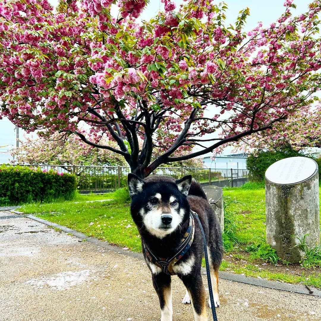 小川博永さんのインスタグラム写真 - (小川博永Instagram)「週末の雨はやめてくれー  #ししまる爺さん #濡れまる  #今朝まる #ししまる #dog #dogs #柴犬 #黒柴」4月15日 8時22分 - ogawahironaga