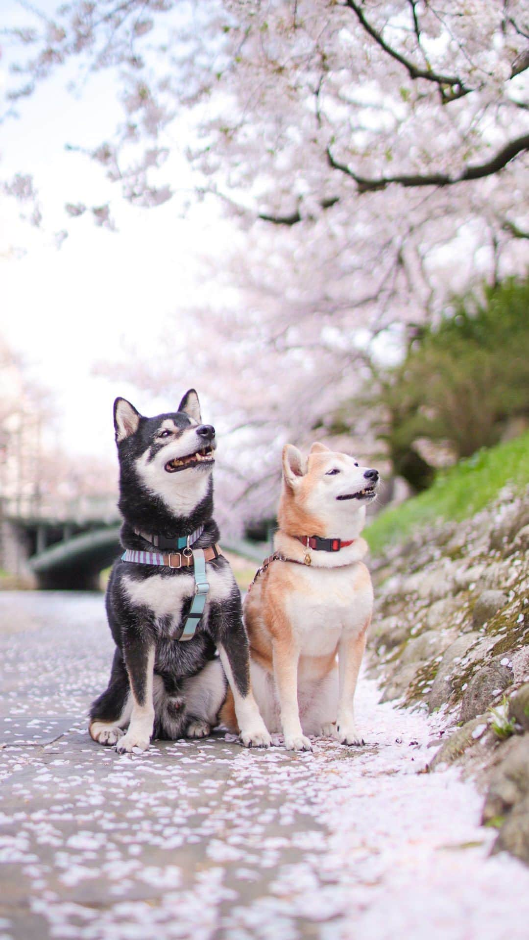 柴犬 けんしろう ゆりあのインスタグラム