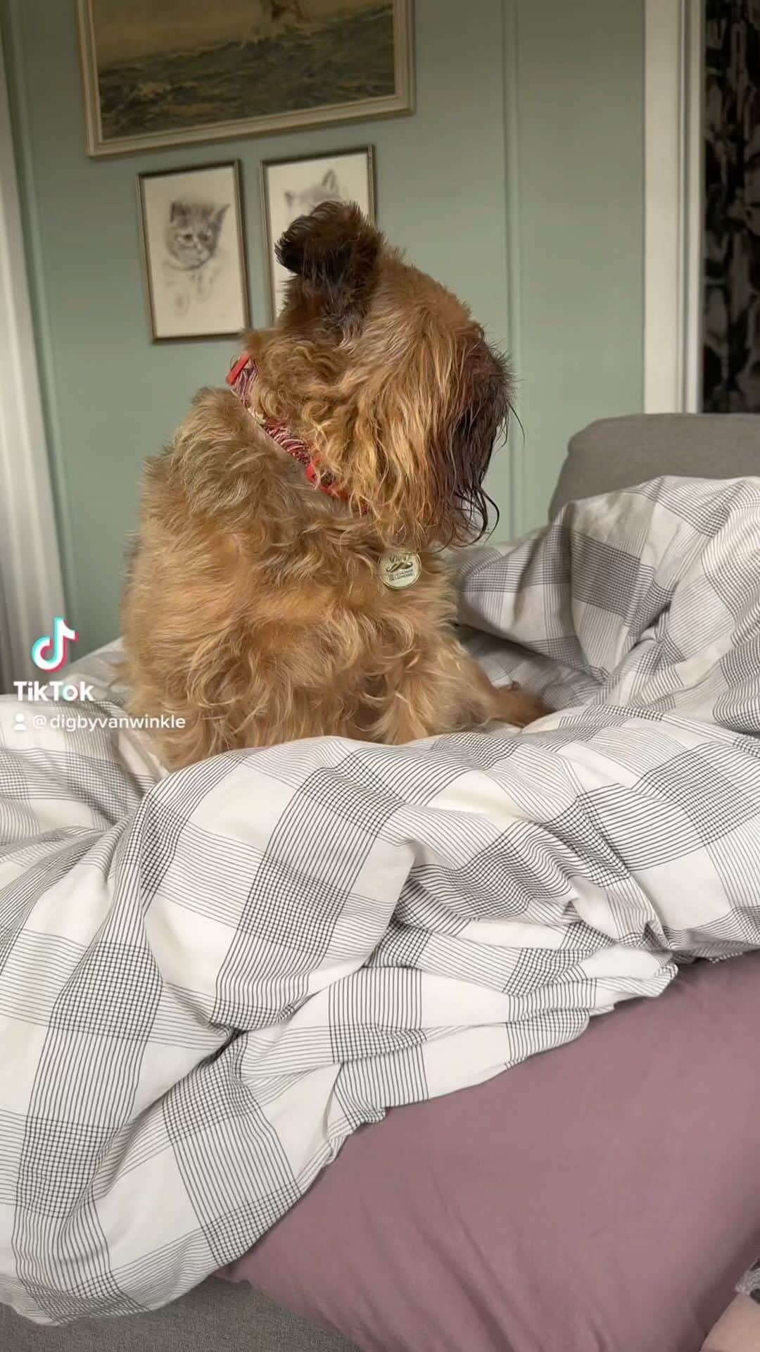 Digby & Aloのインスタグラム：「he literally just said “bark” and “woof” 🫣」