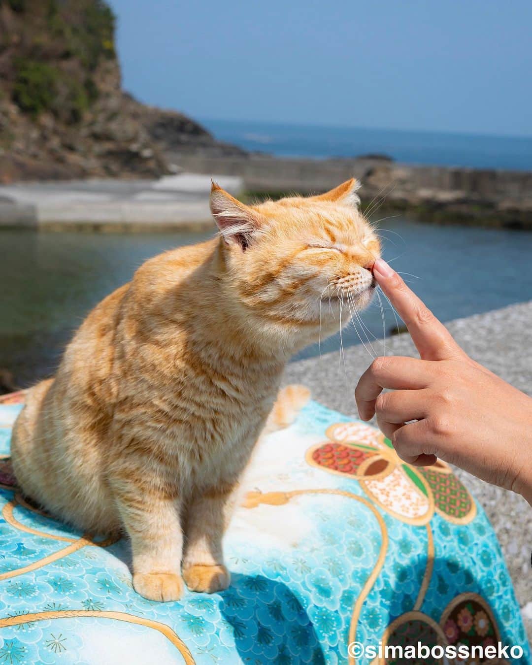 simabossnekoさんのインスタグラム写真 - (simabossnekoInstagram)「・ さっちゃんいいお顔😸💓 Sachi is so sweet. Swipeしてね←←🐾  〜お知らせ〜 新作写真集「島にゃんこ」好評発売中❣️ @simabossneko と、ぺにゃんこ( @p_nyanco22 )との初共著🐾  日本の島々で7年間撮り続けてきた、島の猫さん達のとびっきりの表情やしぐさがいっぱい✨ 厳選したベストショットから初公開の作品まで、愛おしくて幸せな瞬間を集めました。  ★メルカリShopsとminne simabossneko's shopでは、サイン本を販売中🐾  お気に入りの一冊になれば嬉しく思います☺️  📘A5変形サイズ／88ページ 1,210円(税込) ワニブックス刊  販売各ショップへは @simabossneko もしくは @p_nyanco22 のプロフィールURLよりご覧いただけます。  もしくはminne、メルカリShops内にて "simabossneko's shop"と検索ください🔎 ・ ・ 【Notice】 NEW 3rd Photobook "Shima Nyanko (Island Cats)"  The book is co-authored by @simabossneko and @p_nyanco22  There are lots of wonderful photos of island cats✨  ◆The autographed books are available now at “minne simabossneko's shop“.   〜Description of the work〜 The cute cats that we have been shooting for 7 years in the islands of Japan.  From the carefully selected best shots to the first public photo, we have collected lovely and happy gestures. Kissing, cuddling, rubbing, synchronizing, playing, licking... The cats will heal you!  Please make a purchasing for this opportunity 😸🐾 The product page can be seen from the URL in the profile of @simabossneko or @p_nyanco22   ★simabossneko's shop URL https://minne.com/＠simabossneko  It is possible to purchase and ship from Taiwan, Hong Kong, the USA, Korea, etc. ※ Shipping fee will be charged separately.  📘A5 variant size / 88 pages 1,210 JPY Published by Wanibooks ・ ・  #しまねこ #島猫 #ねこ #にゃんすたぐらむ #猫写真 #cats_of_world #catloversclub #pleasantcats #catstagram #meowed #ig_japan #lumixg9」4月15日 8時55分 - simabossneko