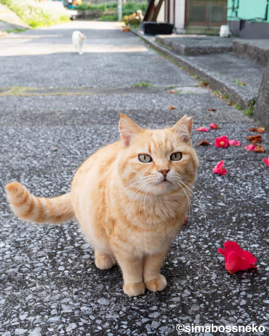 simabossnekoさんのインスタグラム写真 - (simabossnekoInstagram)「・ さっちゃんいいお顔😸💓 Sachi is so sweet. Swipeしてね←←🐾  〜お知らせ〜 新作写真集「島にゃんこ」好評発売中❣️ @simabossneko と、ぺにゃんこ( @p_nyanco22 )との初共著🐾  日本の島々で7年間撮り続けてきた、島の猫さん達のとびっきりの表情やしぐさがいっぱい✨ 厳選したベストショットから初公開の作品まで、愛おしくて幸せな瞬間を集めました。  ★メルカリShopsとminne simabossneko's shopでは、サイン本を販売中🐾  お気に入りの一冊になれば嬉しく思います☺️  📘A5変形サイズ／88ページ 1,210円(税込) ワニブックス刊  販売各ショップへは @simabossneko もしくは @p_nyanco22 のプロフィールURLよりご覧いただけます。  もしくはminne、メルカリShops内にて "simabossneko's shop"と検索ください🔎 ・ ・ 【Notice】 NEW 3rd Photobook "Shima Nyanko (Island Cats)"  The book is co-authored by @simabossneko and @p_nyanco22  There are lots of wonderful photos of island cats✨  ◆The autographed books are available now at “minne simabossneko's shop“.   〜Description of the work〜 The cute cats that we have been shooting for 7 years in the islands of Japan.  From the carefully selected best shots to the first public photo, we have collected lovely and happy gestures. Kissing, cuddling, rubbing, synchronizing, playing, licking... The cats will heal you!  Please make a purchasing for this opportunity 😸🐾 The product page can be seen from the URL in the profile of @simabossneko or @p_nyanco22   ★simabossneko's shop URL https://minne.com/＠simabossneko  It is possible to purchase and ship from Taiwan, Hong Kong, the USA, Korea, etc. ※ Shipping fee will be charged separately.  📘A5 variant size / 88 pages 1,210 JPY Published by Wanibooks ・ ・  #しまねこ #島猫 #ねこ #にゃんすたぐらむ #猫写真 #cats_of_world #catloversclub #pleasantcats #catstagram #meowed #ig_japan #lumixg9」4月15日 8時55分 - simabossneko