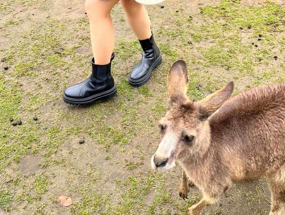 NOHANAさんのインスタグラム写真 - (NOHANAInstagram)「・ 初めてのバイオパーク🦙🌳 たくさん触れ合えて癒された🐶🐱🐹🐰🐒🦒🦨🦫  #長崎 #長崎バイオパーク #カピバラ #スナネコ #zoo #zoophotography」4月15日 9時18分 - nohapppppy