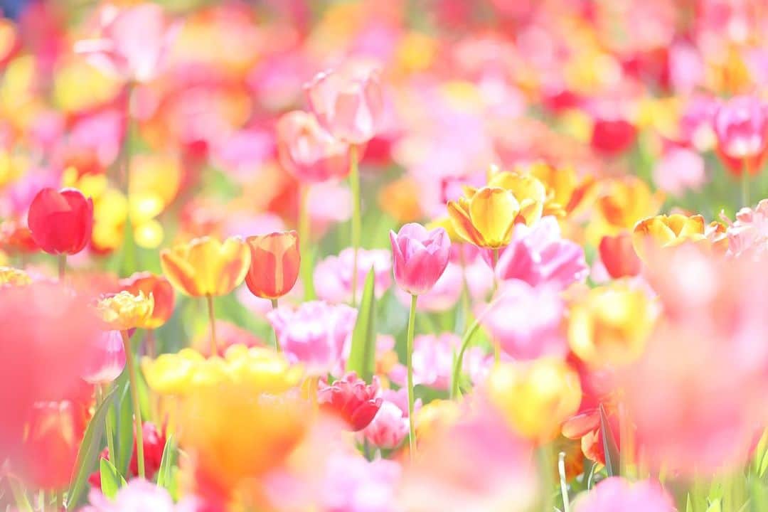 kiccyomuのインスタグラム：「☔️ 2023.04.15 Sat #昭和記念公園  いろんな種類の #チューリップ 🌷が ミックスで咲いてて 華やかぁ〜なエリア📷  location #東京 ❣️ 📷撮影 2023年4月9日  #skkフォトコン2023春」