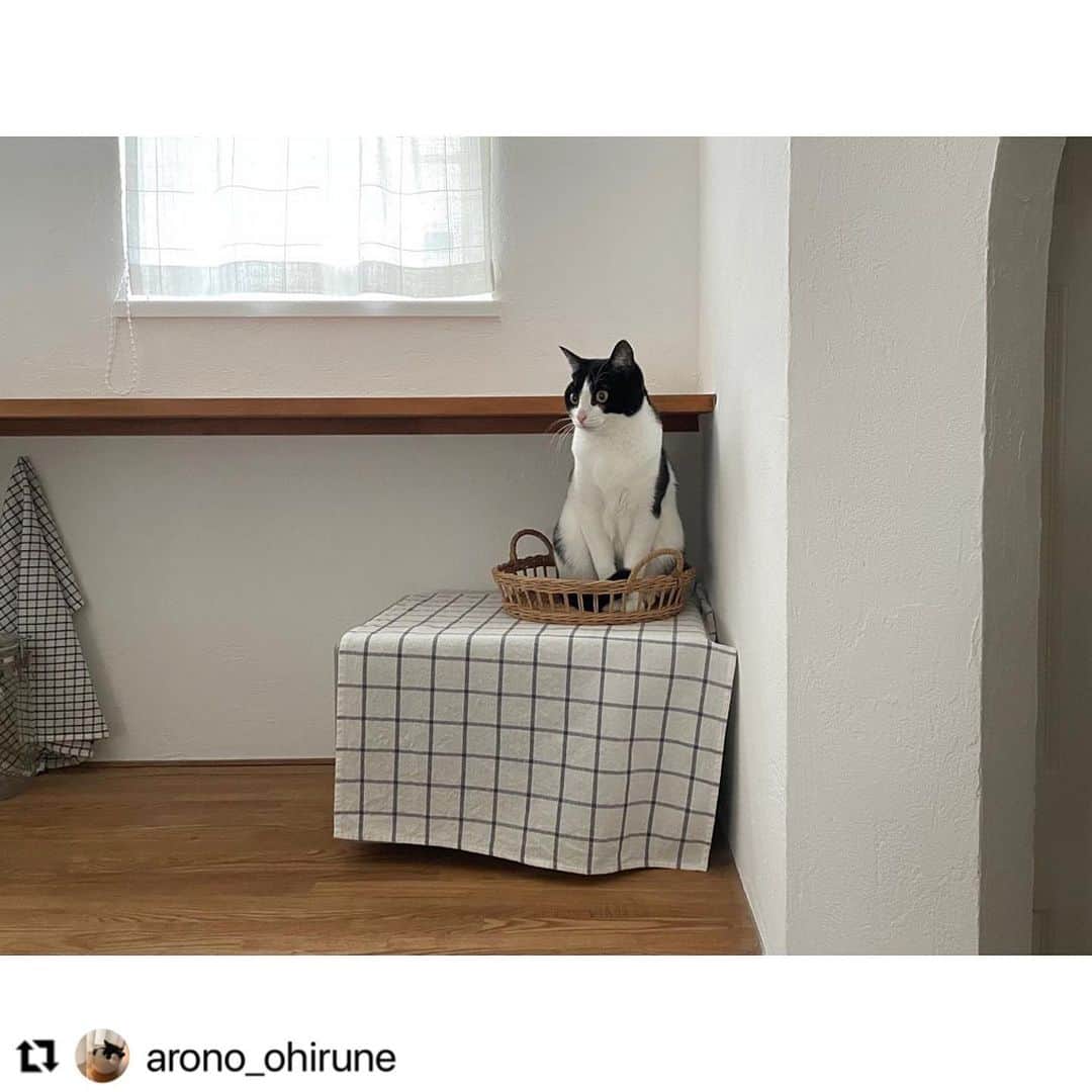 のインスタグラム：「#Repost @arono_ohirune さんのアロちゃん。  カゴ入り娘💕  落ち着けるお気に入りの場所🥰  ハッシュタグ #いぬのきもち #ねこのきもち に投稿いただいた可愛い写真をご紹介しています！ 「いぬのきもちWEB　MAGAZINE」、「ねこのきもちWEB MAGAZINE」でもご紹介させていただくことも！  -------------------  .  #ねこ #猫  #ねこすたぐらむ #ねこのきもち #ねこ好き #ねこと暮らす #ねこ好きさんと繋がりたい #猫好きな人と繋がりたい #猫がいる生活 #猫と暮らす#猫好き #cat #catstagram #catsofinstagram #cats_of_instagram」