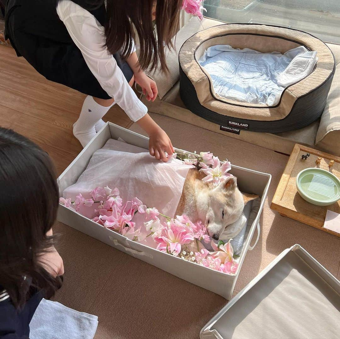 柴犬リリコさんのインスタグラム写真 - (柴犬リリコInstagram)「#月命日 🌸  あれから1ヶ月…  種子島で暮らしているので、あの日の出来事は嘘だったのではないか？  本当はまだどこかで生きているのでないか？  と思ってしまう😞  リリコさんはスイーツ女子だったからね、パパ👨🏻が棺⚰にシュークリームとバウムクーヘンとマフィンを入れてくれたんだよ。  写真や映像を見ると、まだまだ涙が溢れて止まらないのだけど、最後の最後まで可愛かったリリコさんの姿を、少しずつ記録していこうかなと思います。」4月15日 10時15分 - ke_rock_