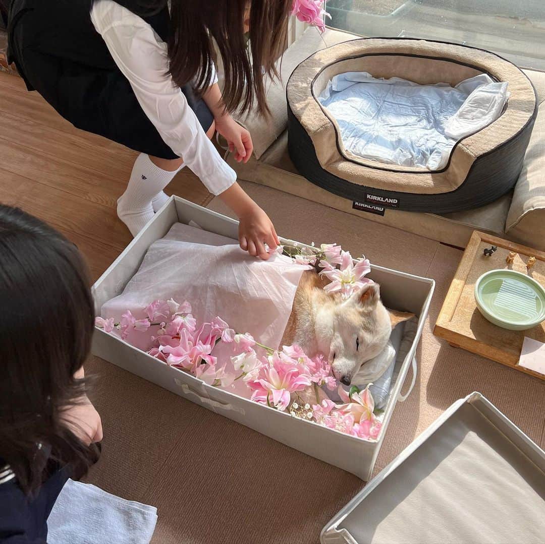柴犬リリコのインスタグラム：「#月命日 🌸  あれから1ヶ月…  種子島で暮らしているので、あの日の出来事は嘘だったのではないか？  本当はまだどこかで生きているのでないか？  と思ってしまう😞  リリコさんはスイーツ女子だったからね、パパ👨🏻が棺⚰にシュークリームとバウムクーヘンとマフィンを入れてくれたんだよ。  写真や映像を見ると、まだまだ涙が溢れて止まらないのだけど、最後の最後まで可愛かったリリコさんの姿を、少しずつ記録していこうかなと思います。」