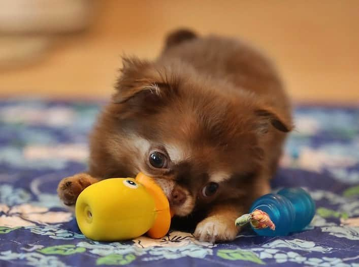 犬小屋??のインスタグラム：「今日のだんな様❤️ 誕生から103日めは、浜名湖で迎えました。 4時間の走行もなんのその！ 高速を走る車の中で余裕でお昼ご飯ももりもり食べて😊 ドックランを滑走するふしぎちゃんを不思議そうな顔で見ていました。 地上デビューまでは、もうちょい！  #chihuahua  #chihuahuastagram  #chihuahualife  #canon  #canon_photos  #チワワ #チワワ多頭飼い  #ちわすたぐらむ  #ちわわ大好き  #ファインダー越しの私の世界  #浜名湖レークサイドプラザ  #だんなすたぐらむ#ふしぎすたぐらむ #ブルーリボンスタイル #キンダーガーテンアミ」