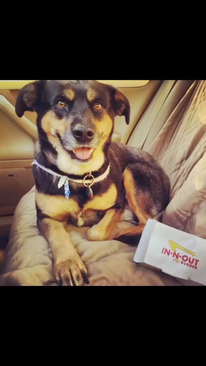 ケイト・ウォルシュのインスタグラム：「Ok so this MADE my day…waking up to this reel from my longtime pal Vicki Jean Wagner 😍 I used to always say to Vick ‘she’s your dog too…’ re Rosie 💫 Anyway if u want a shot of pure Joy watch this, it made my heart sing. Plus guest appearances by the one and only Lucy the Dog, Pablo the cat, Amico the Dog, Joe Walsh and others. So many memories and such delight, aren’t we lucky to have these amazing companions? Thanks from the bottom of my cold 🖤 Vick 🙏🏽 reposted:  @wvicki My heart breaks for the loss of an irreplaceable 15 year friendship. RIP Mi Amor Rosie. 🐾. Your unmatched spirit will forever be with me. I will shed a tear and a smile when memories flood me of our time together. ❤️💔. Here are a few over the many years of her existence on this planet. She had many friends!  Sincere condolences to Rosie’s mom @katewalsh who gave her so much love and an Incredible doggy life 🤍」