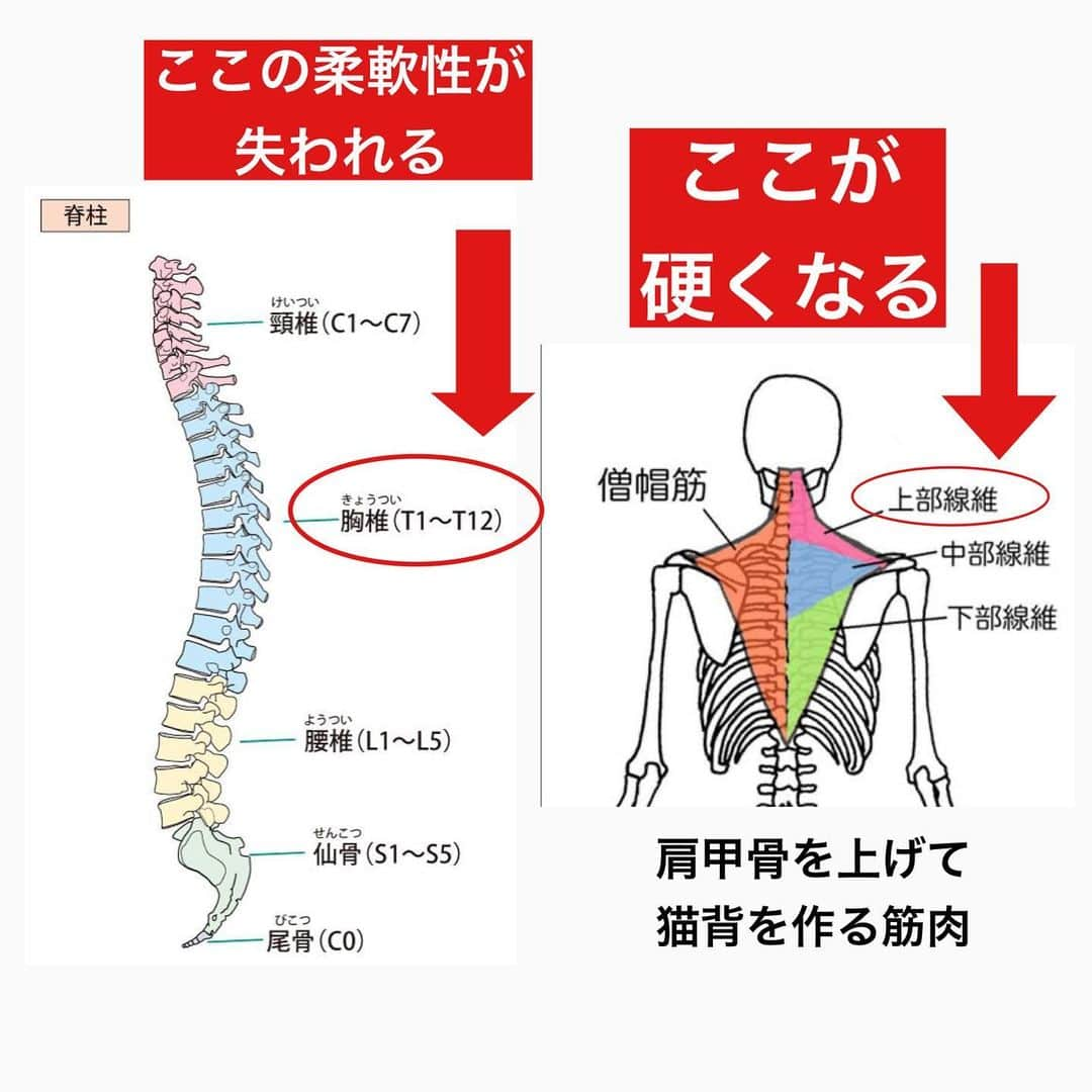 mieyさんのインスタグラム写真 - (mieyInstagram)「【保存】してまたやってくださいね♪  実は、巻き肩を放置すると 猫背やスマホ首、肩こり、眼精疲労、頭痛を引き起こしたり  さらには、僧帽筋(肩)がもっこり、二の腕周りが硬く浮腫んだりするんです🥺..  簡単な方法でセルフケアができますので、ぜひお試しくださいね！  【オンラインレッスン・リアルレッスンは】 👉 @pilates_alim ピラティスアリム銀座  #巻き肩 #猫背 #二の腕痩せ #肩痩せ #僧帽筋 #僧帽筋ほぐし #リンパ流し #小胸筋ストレッチ #ダイエット #ダイエッターさんと繋がりたい」4月15日 11時47分 - miey_bodymake