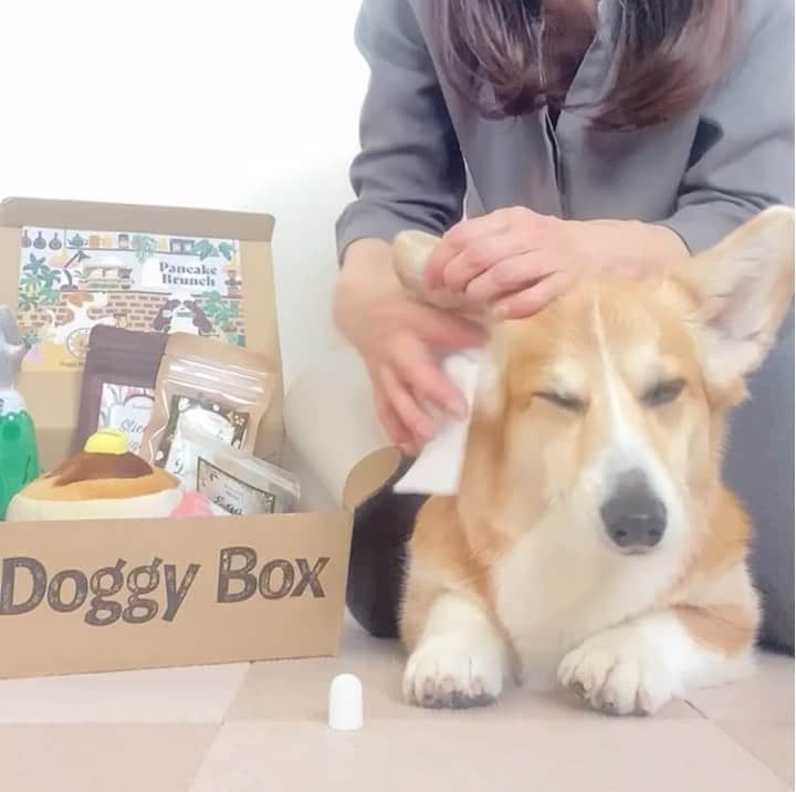 さゆりのインスタグラム：「☺︎2023.2.14.𝚃𝚞𝚎.☺︎ 毎月のお楽しみ😍 素敵便が届きました- ̗̀🎁 ̖́- @doggybox_jp   前から気になってた @__nanowell__ さんの イヤークリーナーが 入ってて嬉しい🫶🏻💕  #ドキーボックス オモチャや🧸 オヤツだけでなく🍪🍭 ケア商品が入ってるのも 魅力のひとつ🥹👍🏻 ̖́-‬  ❤︎︎︎︎┈┈┈┈┈┈┈┈┈┈┈┈┈❤︎  . . . .  #corgi #corgisofinstagram #corgistagram #corgination #woof #dog #doggy #dailyfluff  #weeklyfluff #dogoftheday #corgipuppy  #awww #cute #funnydog #doggo #fluffy #amazing #puppy #adorable #barked #shortlegs #welshcorgi #PembrokeWelshCorgi #柯基 #코기 #コーギー #ドギボ #doggybox #nanowell」