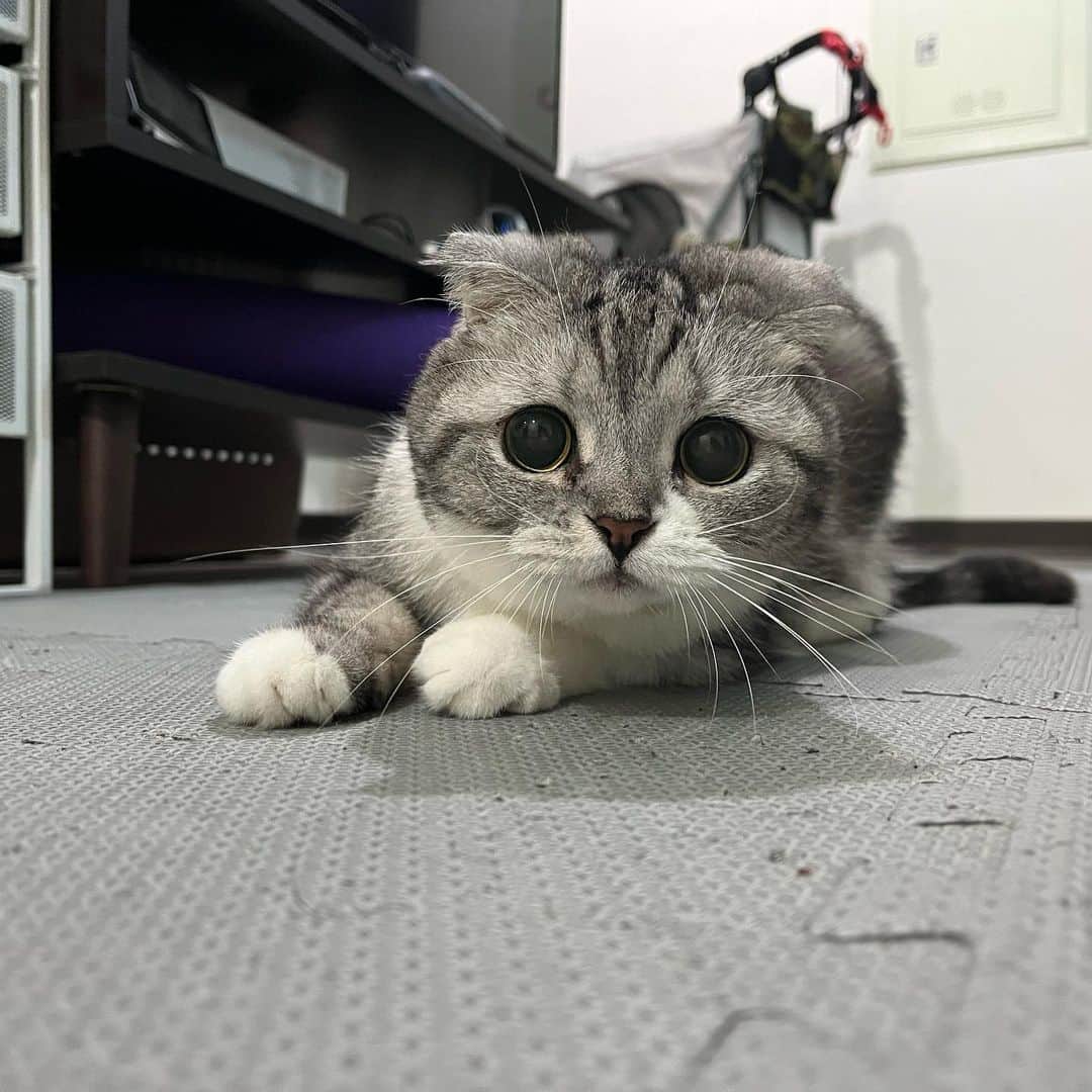 KATSUOのインスタグラム：「ヘアゴムを狙う  #cat#cats#catsofinstagram #catstagram #猫#ねこ#katsuo」