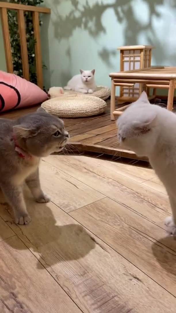 Aww Clubのインスタグラム