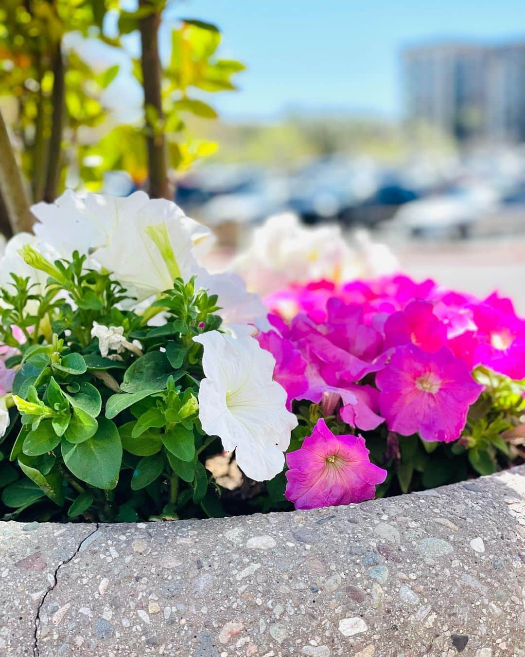 村主章枝さんのインスタグラム写真 - (村主章枝Instagram)「Found beautiful flowers in front of the gym @lifetimefitness  #springflowers」4月15日 12時37分 - fumie.suguri