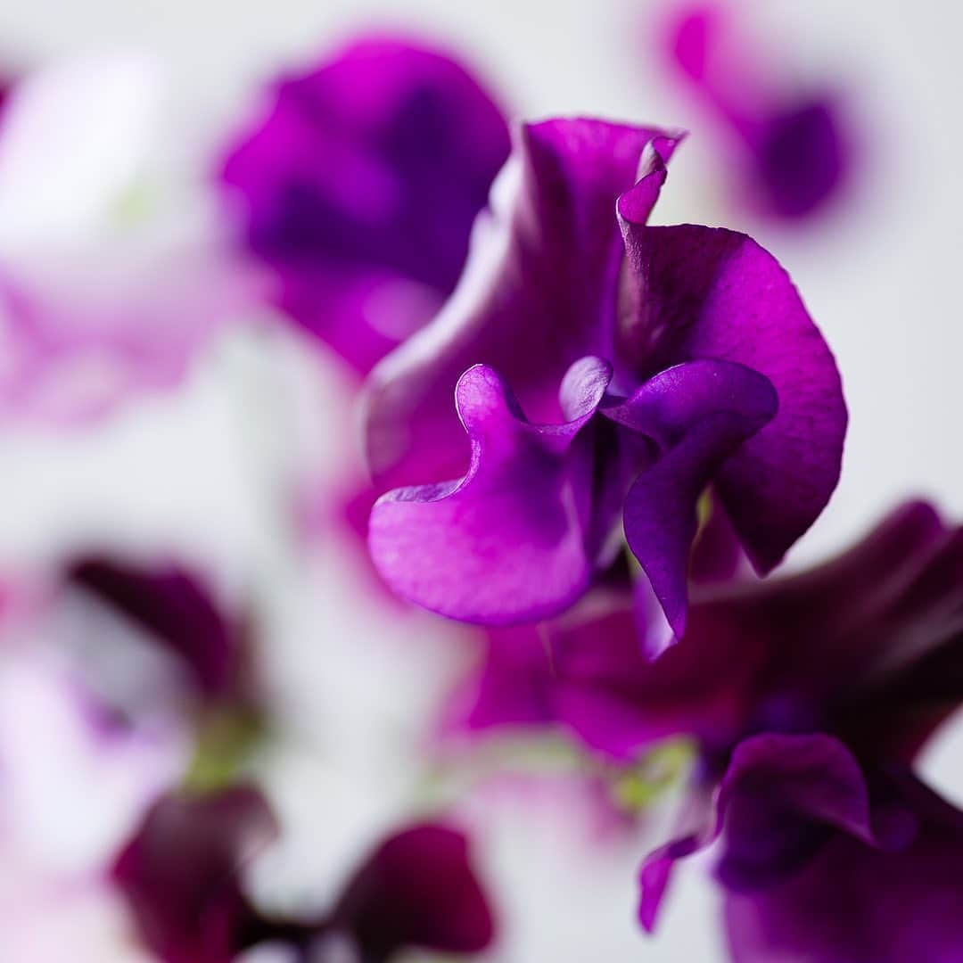 いけばな池坊のインスタグラム：「＼ #暮らしにいけばなを ／ しゃわしゃわ  ＊ーーーーーーーーーーー  　　くんずほぐれつ  ーーーーーーーーーーーー＊　   #スイートピー   #紫 #紫色   #春   #季節を楽しむ   #日本の文化 #花のある暮らし   #命をみつめる   #池坊 #いけばな」
