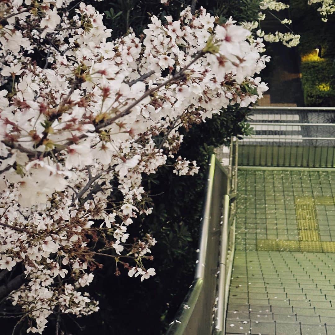 石川古都のインスタグラム：「お元気ですか？？  あっという間に4月中旬を迎えてた〜 はやいね、  学びの姿勢を忘れず、元気に少しずつ進んでいます！ 新しいお知らせ楽しみに待っててね  ((気づいたら桜が居なくなってるーー🫠」