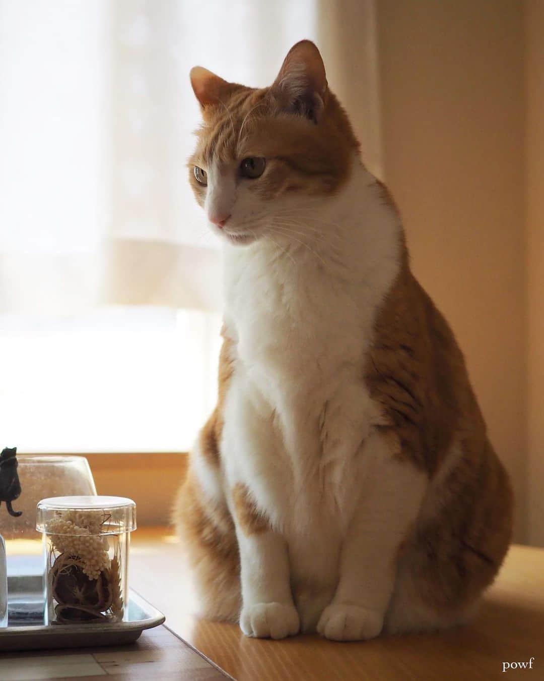 anemone_69のインスタグラム：「🐈 . . #ハカセとキョウジュ #茶トラ白 #茶白 #cat #猫 #保護猫 . . .」