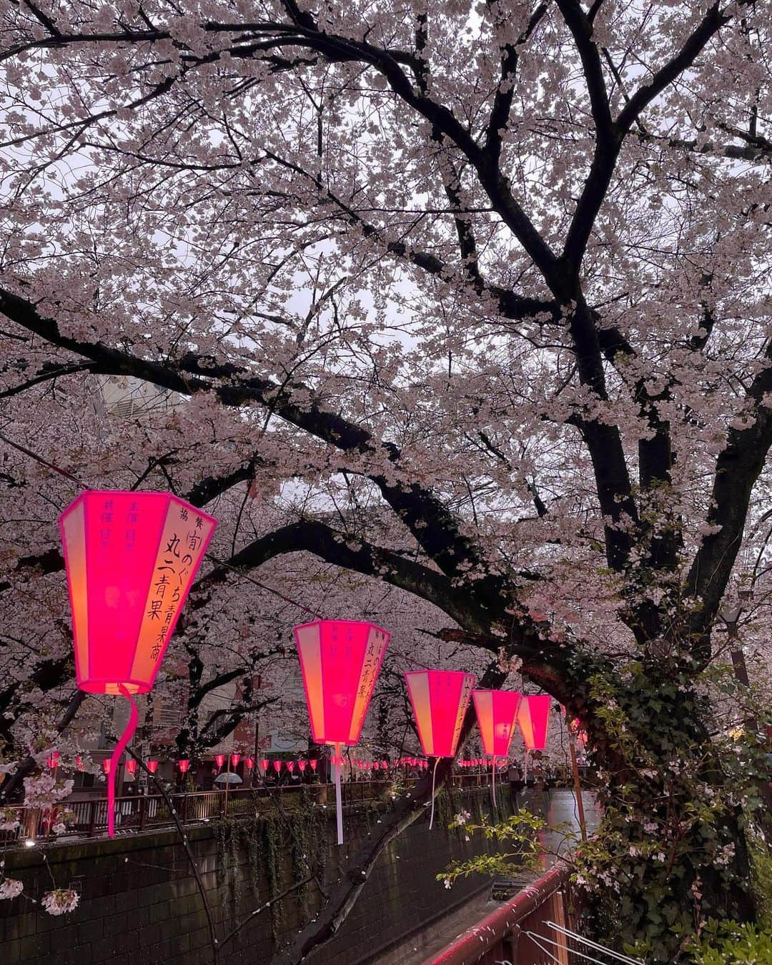 後藤夕貴さんのインスタグラム写真 - (後藤夕貴Instagram)「桜舞い散る中に忘れた記憶と〜 ㅤ  桜の甘酒おいしかった！  #目黒川桜まつり #また来年 🌸」4月15日 12時44分 - yuki_gotooo