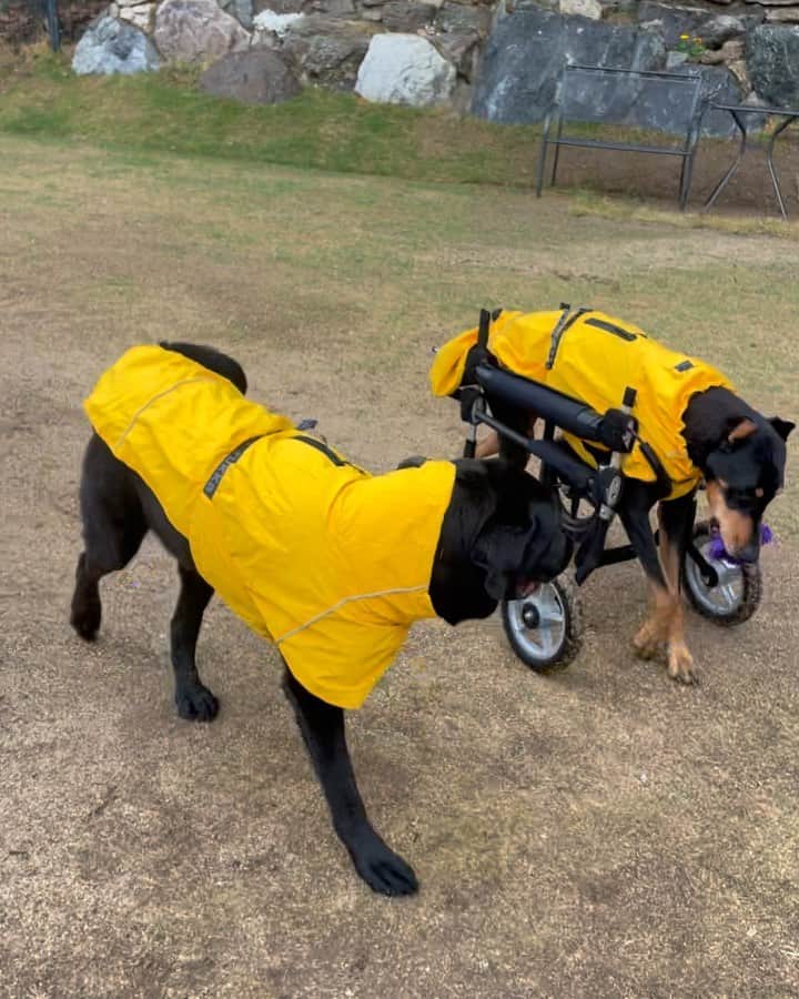 のインスタグラム：「우비남매 😍🐶🐶☔️💦💛💛💛」