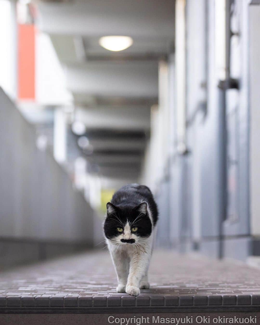 のインスタグラム：「たしたし、髭一文字さん。  #cat #ねこ #猫 #東京カメラ部 #nekoclub  #mmgtw #my_eos_photo  #yourshotphotographer」