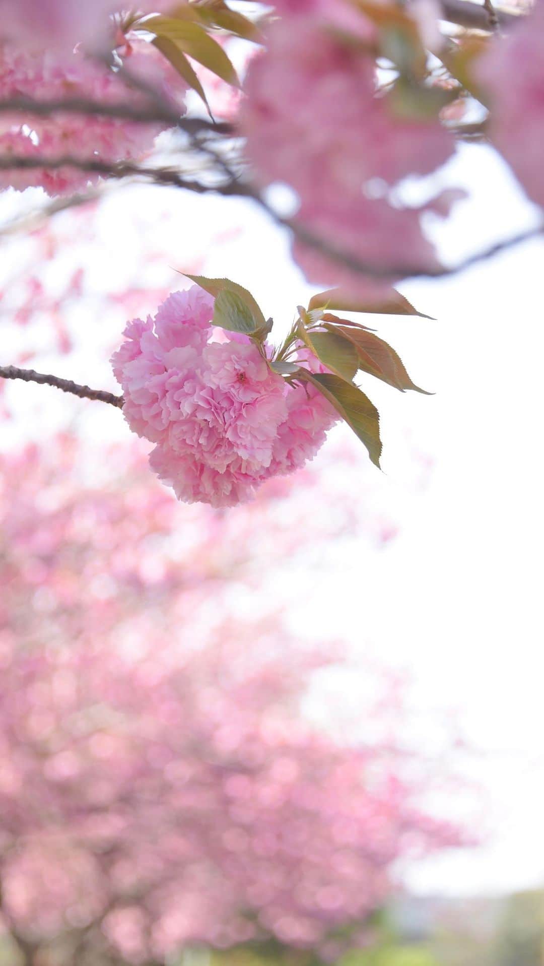 meekooのインスタグラム：「八重桜とカゴりんりん🌸 りんごさん、春さんぽ楽しんでくれたみたいです🐕😊🌸 2023.4.11」