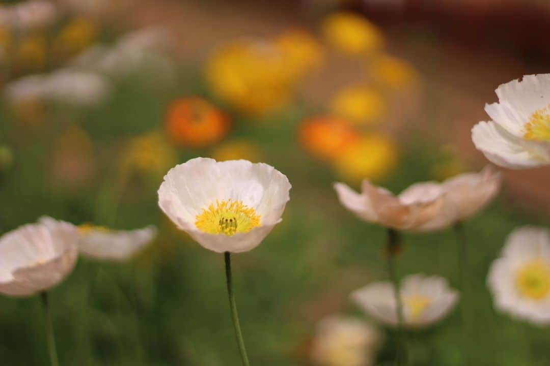 のインスタグラム：「成田ゆめ牧場では 「まきばのお花摘み」イベントを開催中です！  🌼期間🌼 3月下旬～4月予定  🌼時間🌼 　平日／13:30～14:00 土日祝／13:30～14:30  🌼料金🌼 ポピー …3本100円／10本300円 アネモネ …1本100円 ラナンキュラス …1本100円 ベニジウム…1本100円  🌼場所🌼 フラワーハウス  ４月中までの開催予定ですが、無くなり次第終了です。 ※開催中のお花の種類はHPにてご確認ください。 成田ゆめ牧場にお越しの際はぜひイベントに参加してみてくださいね😊  #成田ゆめ牧場 #お花摘み #ポピー #アネモネ #ベニジウム #ラナンキュラス」