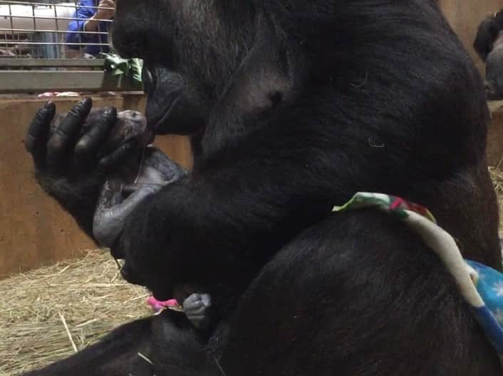 スミソニアン国立動物園のインスタグラム