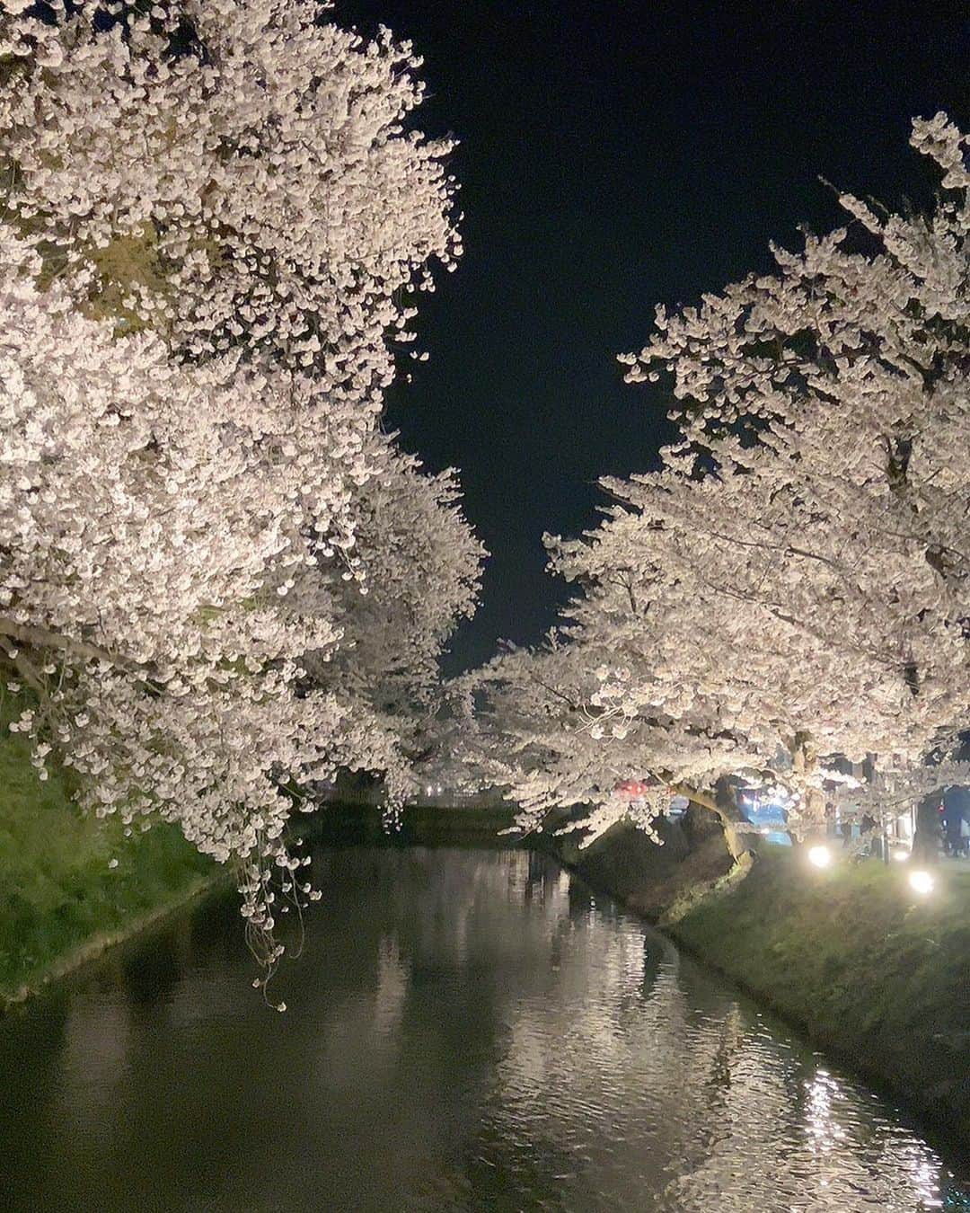 辻口博啓さんのインスタグラム写真 - (辻口博啓Instagram)「青森県の友達から、弘前の桜🌸の写真が送られて来ました。 なんて素晴らしい桜なんだろう いつか行ってみたいな 想像を掻き立てる桜並木ですね！#弘前桜祭り #桜」4月15日 23時23分 - htsujiguchi