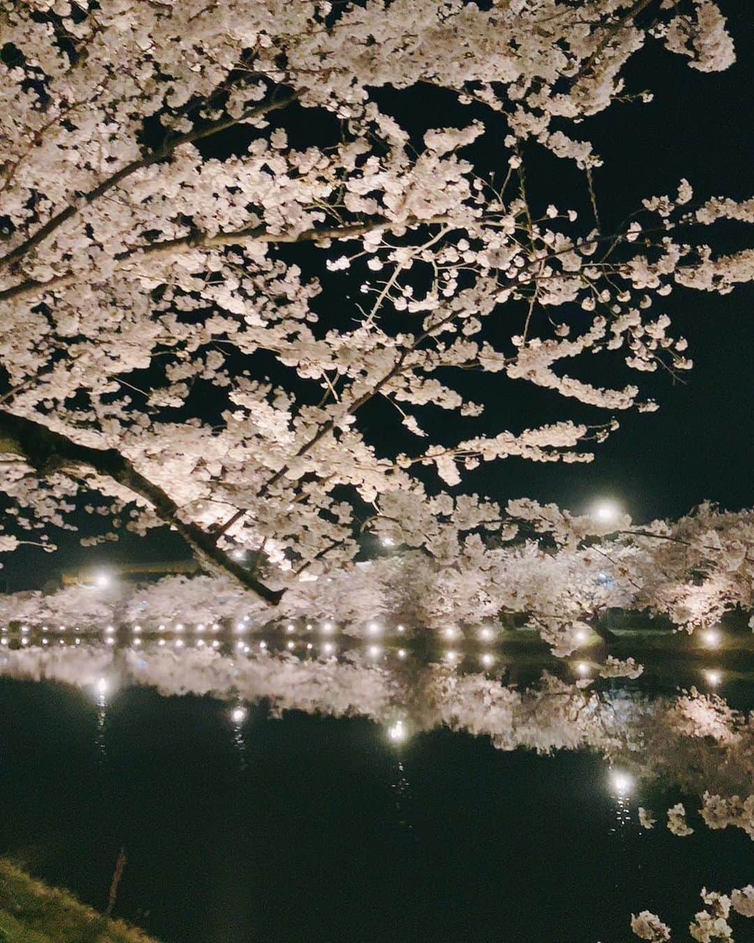 辻口博啓さんのインスタグラム写真 - (辻口博啓Instagram)「青森県の友達から、弘前の桜🌸の写真が送られて来ました。 なんて素晴らしい桜なんだろう いつか行ってみたいな 想像を掻き立てる桜並木ですね！#弘前桜祭り #桜」4月15日 23時23分 - htsujiguchi