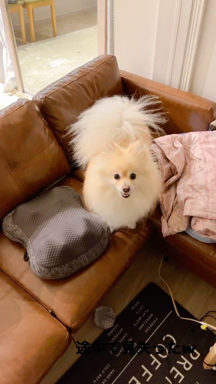 のインスタグラム：「tag.🏃💨  途中で見失ったwww  #tag #dog #luke #lost」