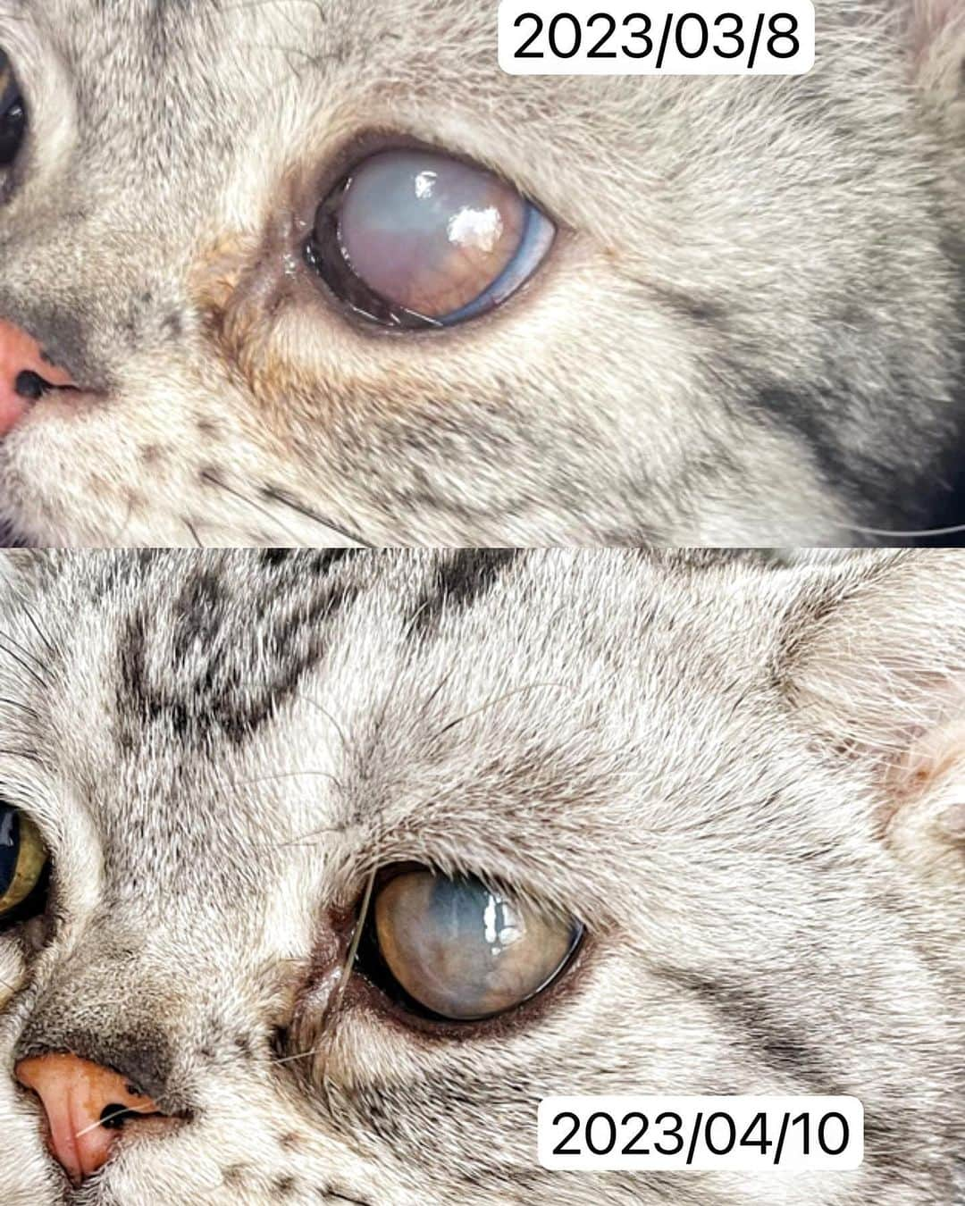 ルフのインスタグラム：「All efforts will pay off！1 month after the eye is much better,let’s continue to keep treatments!💪🏻 - - #luhu #sadcat #oldcat #angel #nevergiveup」