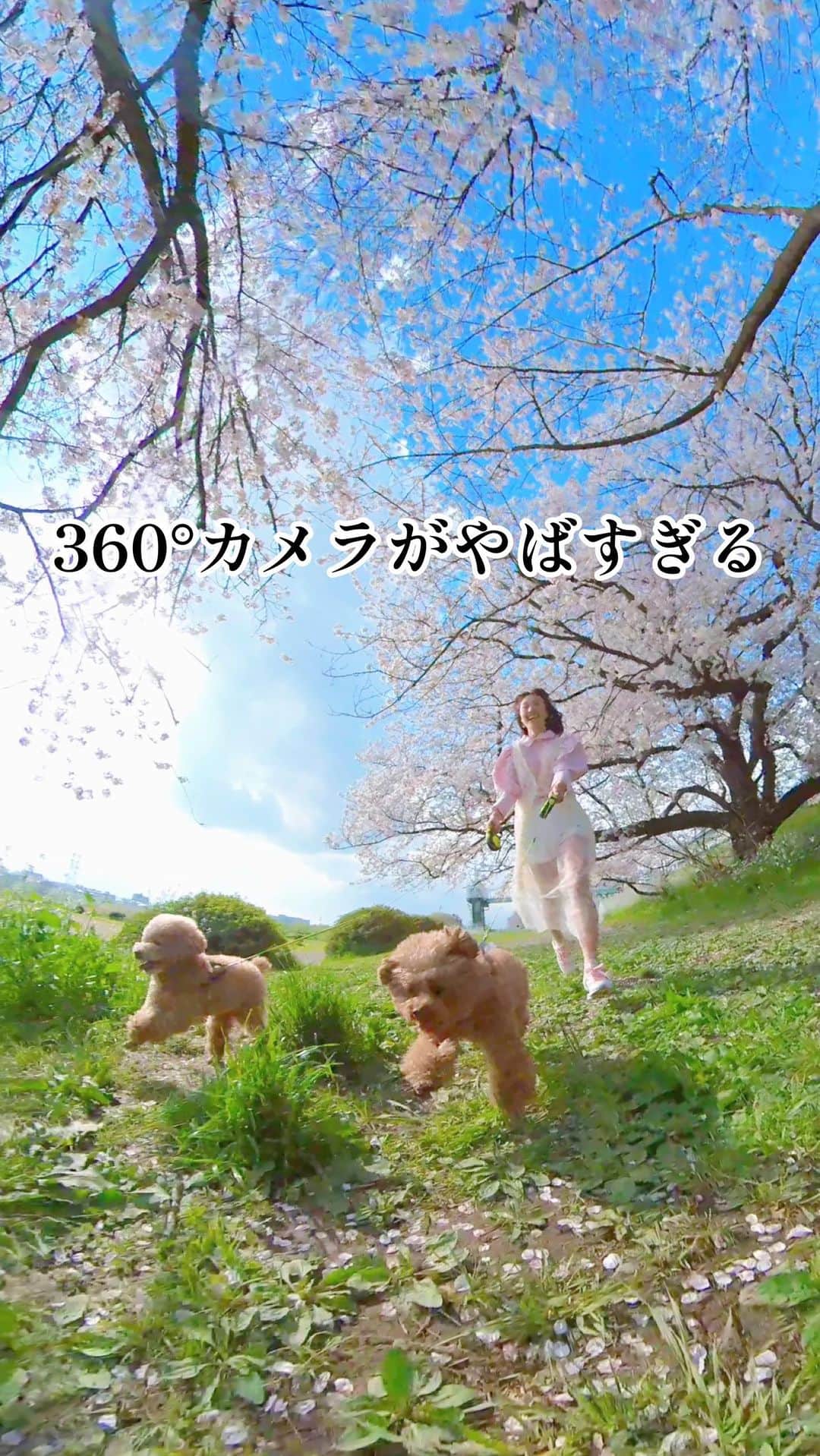 amiのインスタグラム：「360°カメラで桜並木🌸を走ったら、こんなの撮れました🐶♡ #桜 #愛犬 #360camera」