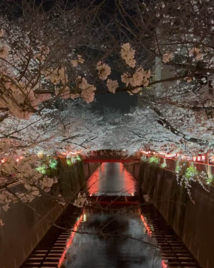 出浦寛子（HIROKO）のインスタグラム：「#夜桜散歩 #familytime」