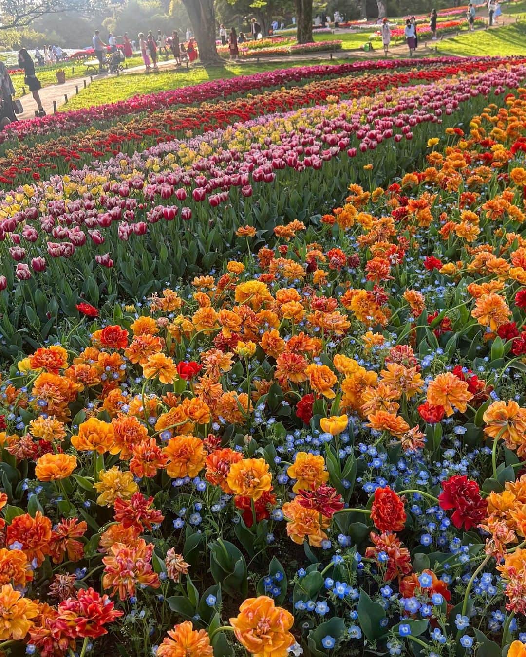 加藤愛梨さんのインスタグラム写真 - (加藤愛梨Instagram)「チューリップ、たくさん 🌷💋 ❤️ 綺麗だったぁ。 お花畑はもうずーっとお花の香りが漂ってた☺️♡  お気に入りのお花たちいっぱい載せちゃう！幸せな季節だね💐🤍 みんなはどのお花に一番惹かれる？  　  　  　   #昭和記念公園  #チューリップ  #チューリップ畑  #東京観光  #東京デート  #立川  #春コーデ  #ワンピースコーデ  #ワンピース」4月15日 16時35分 - l_ovepear