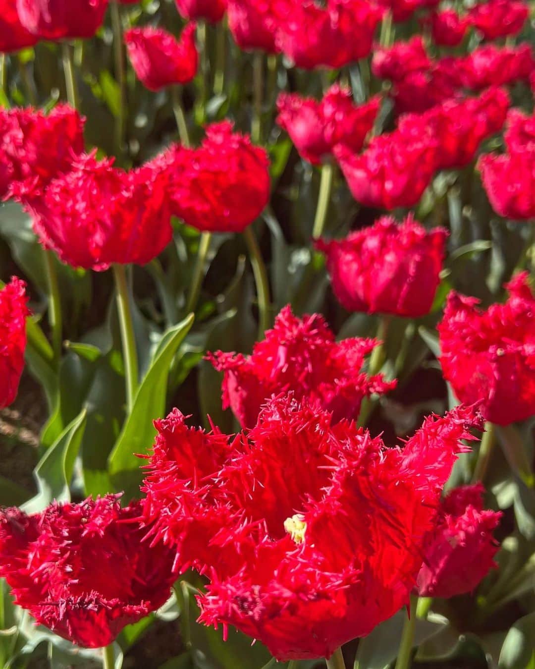 加藤愛梨さんのインスタグラム写真 - (加藤愛梨Instagram)「チューリップ、たくさん 🌷💋 ❤️ 綺麗だったぁ。 お花畑はもうずーっとお花の香りが漂ってた☺️♡  お気に入りのお花たちいっぱい載せちゃう！幸せな季節だね💐🤍 みんなはどのお花に一番惹かれる？  　  　  　   #昭和記念公園  #チューリップ  #チューリップ畑  #東京観光  #東京デート  #立川  #春コーデ  #ワンピースコーデ  #ワンピース」4月15日 16時35分 - l_ovepear